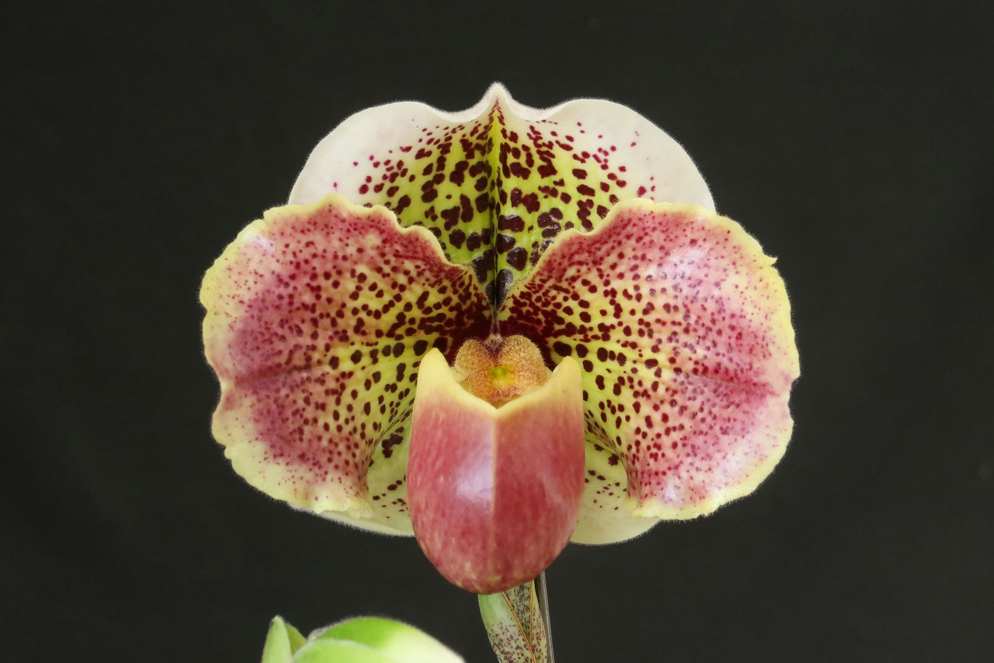 Lynleigh Koopowitzが咲きました - (株)東京オーキット・ナーセリー