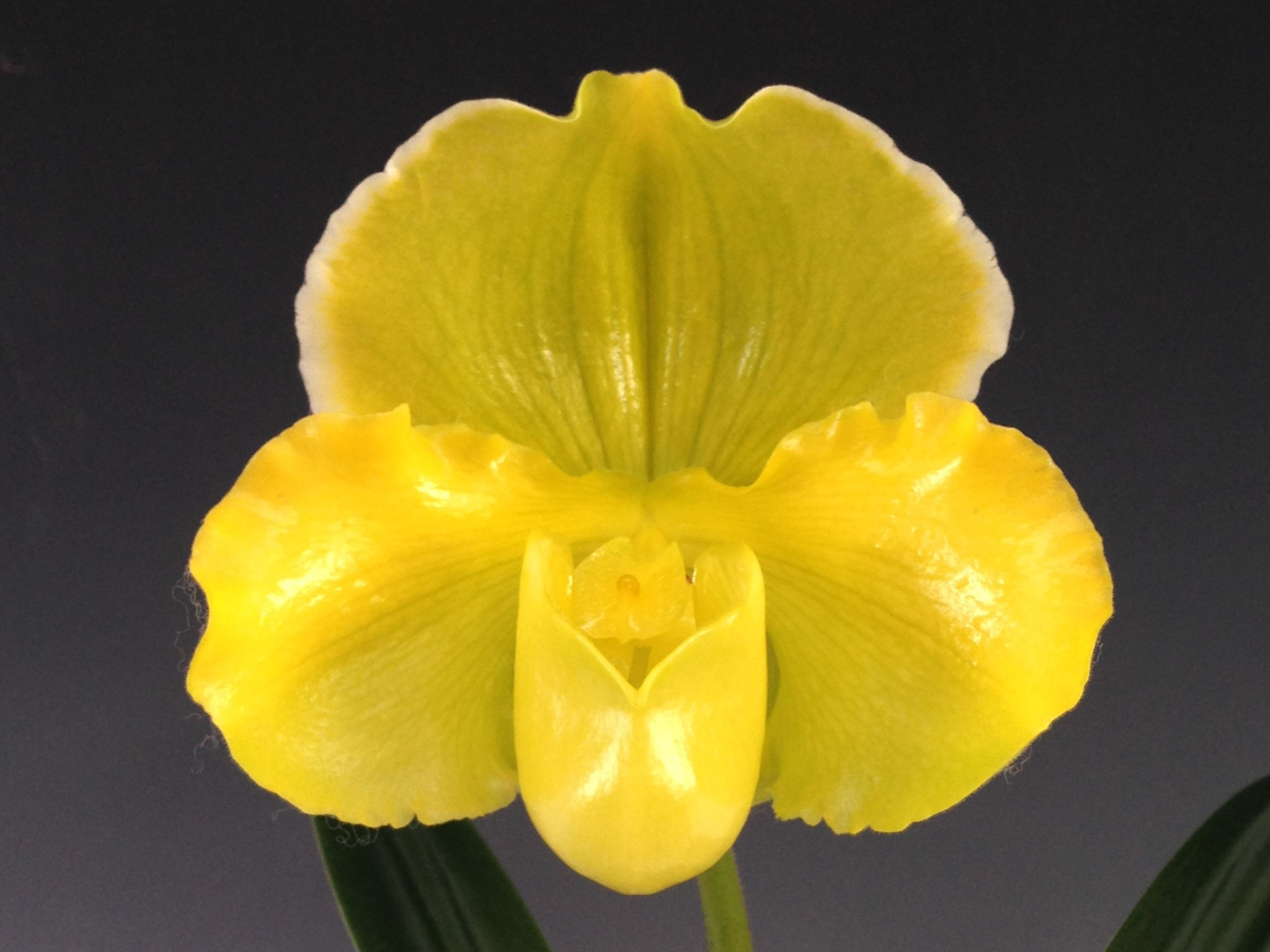 ウィークエンド・オークション - (株)東京オーキット・ナーセリー