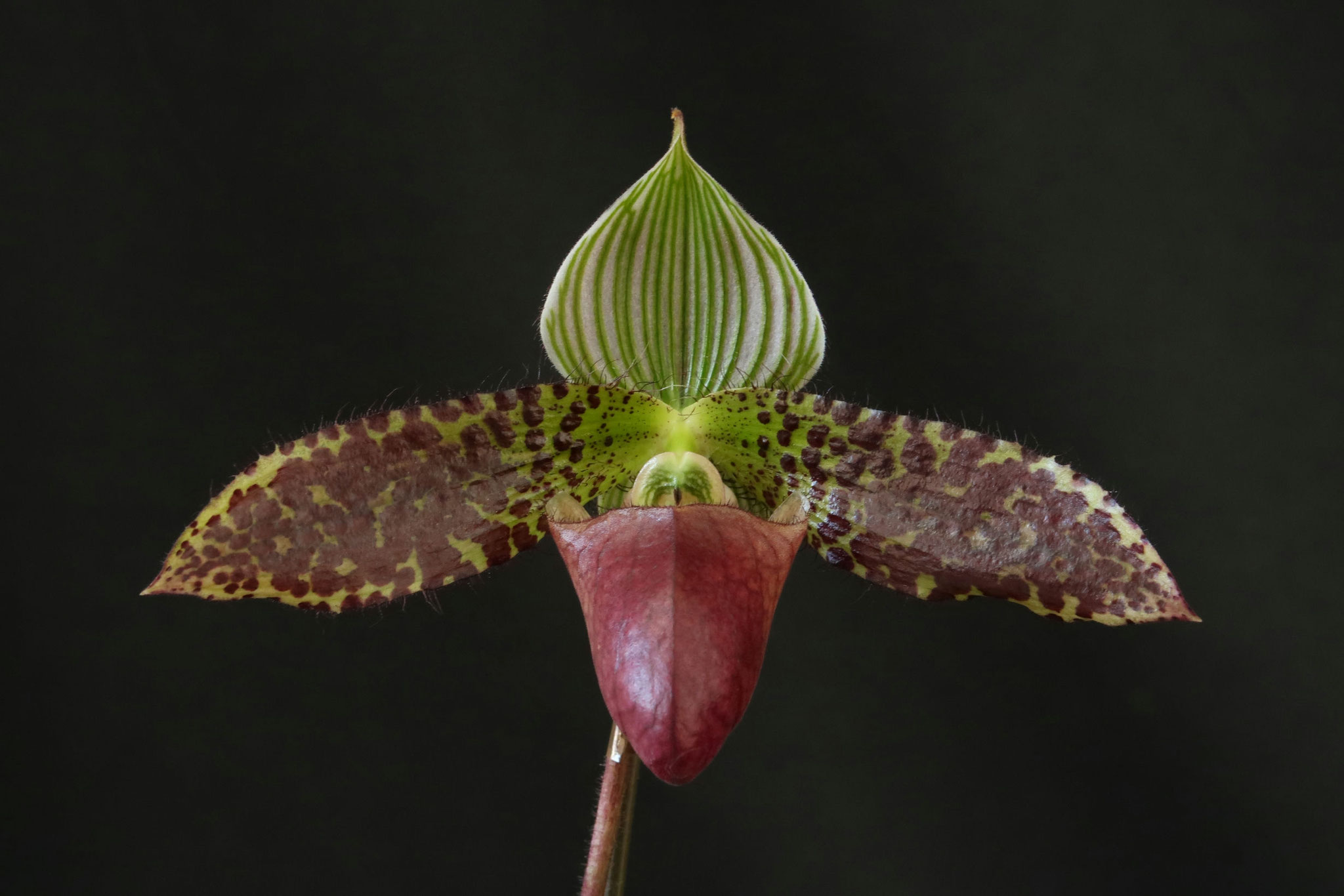 パフィオペディラム - (株)東京オーキット・ナーセリー