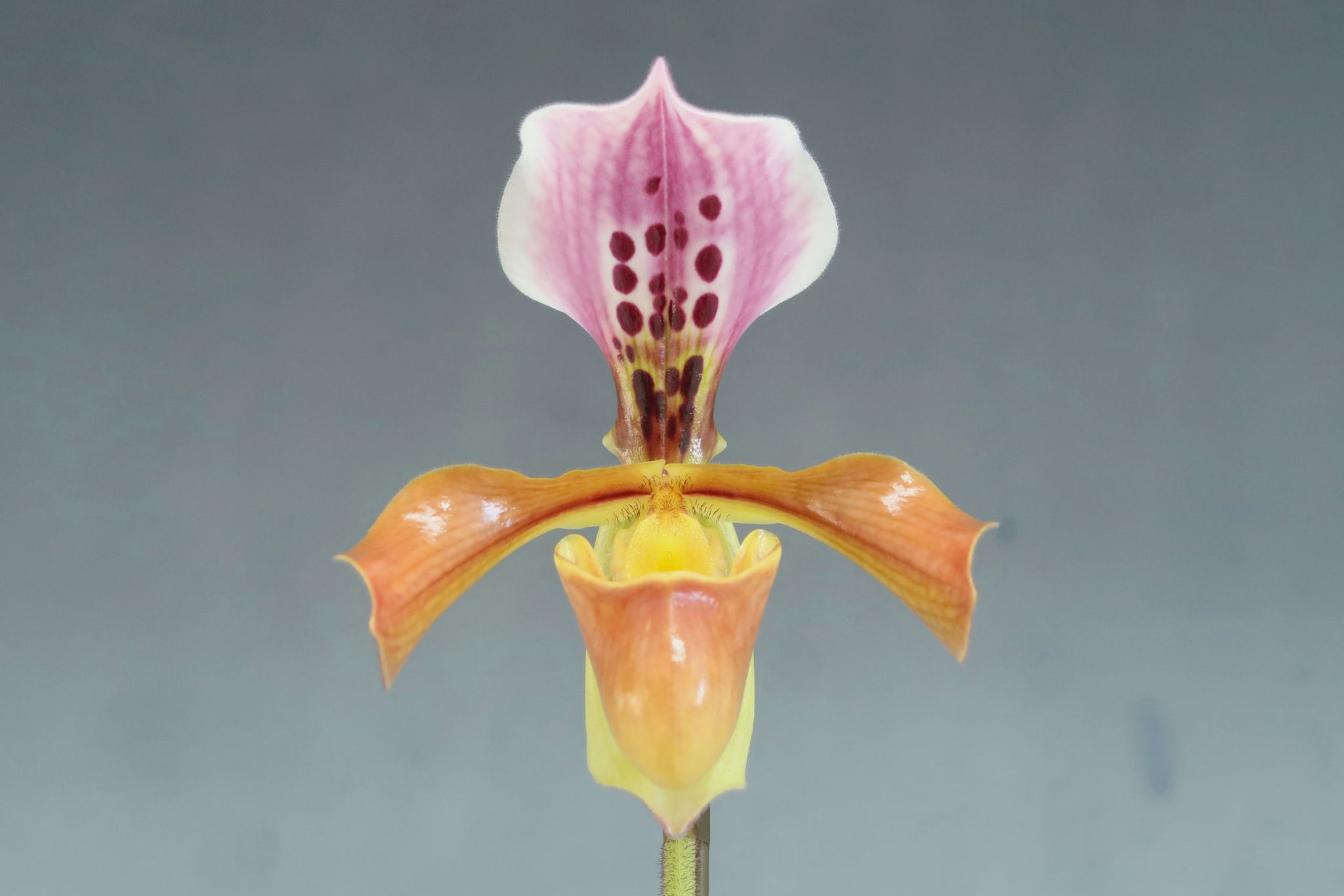 丸い花型！ - (株)東京オーキット・ナーセリー