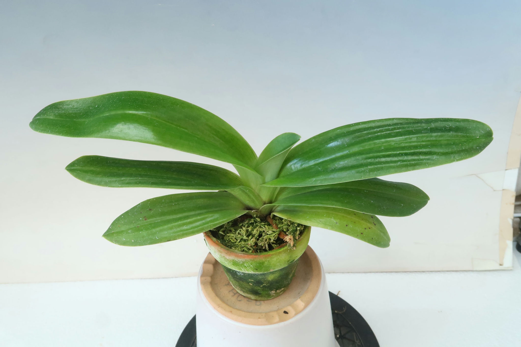 商品3809 - (株)東京オーキット・ナーセリー