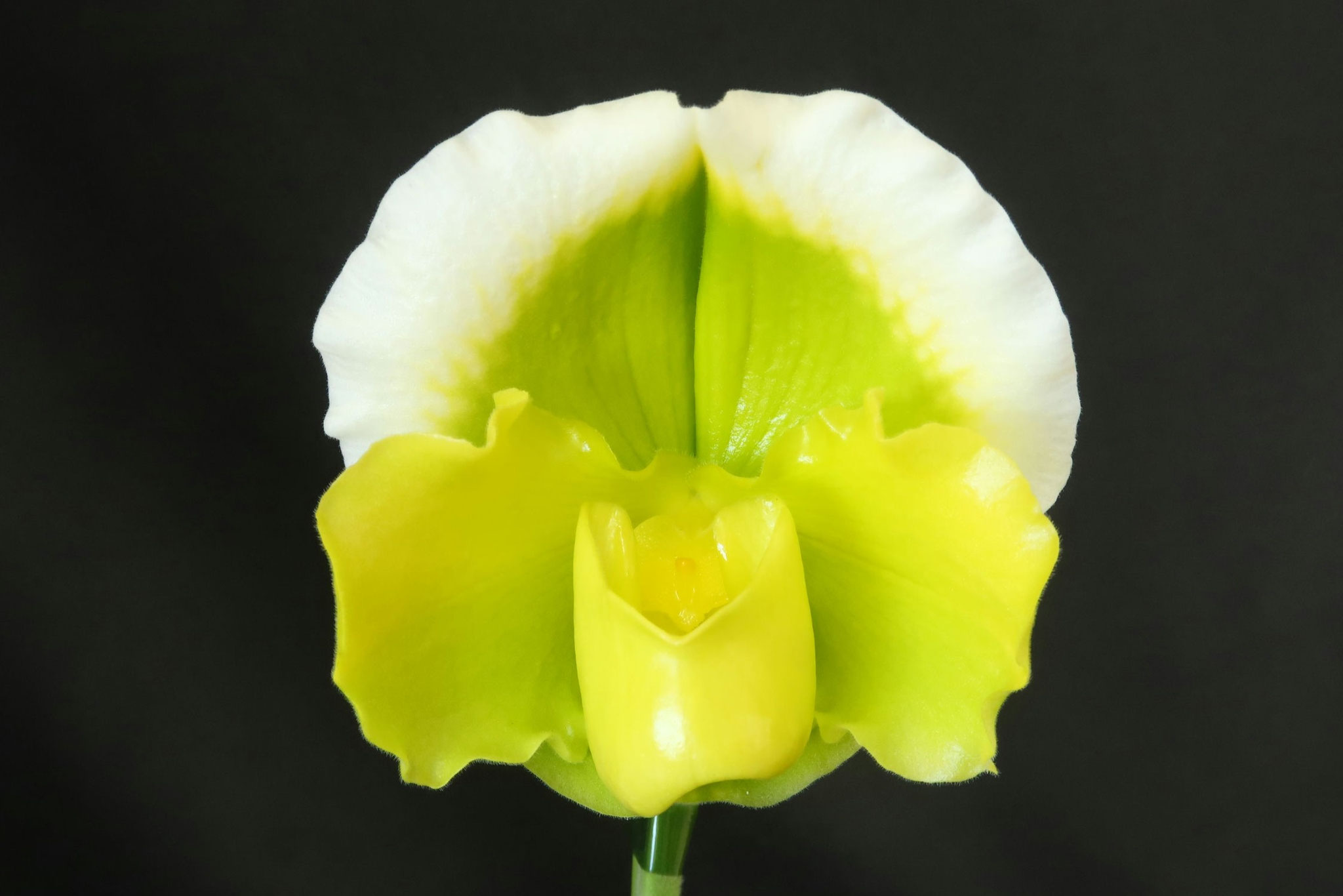 新しいフラスコ苗 - (株)東京オーキット・ナーセリー