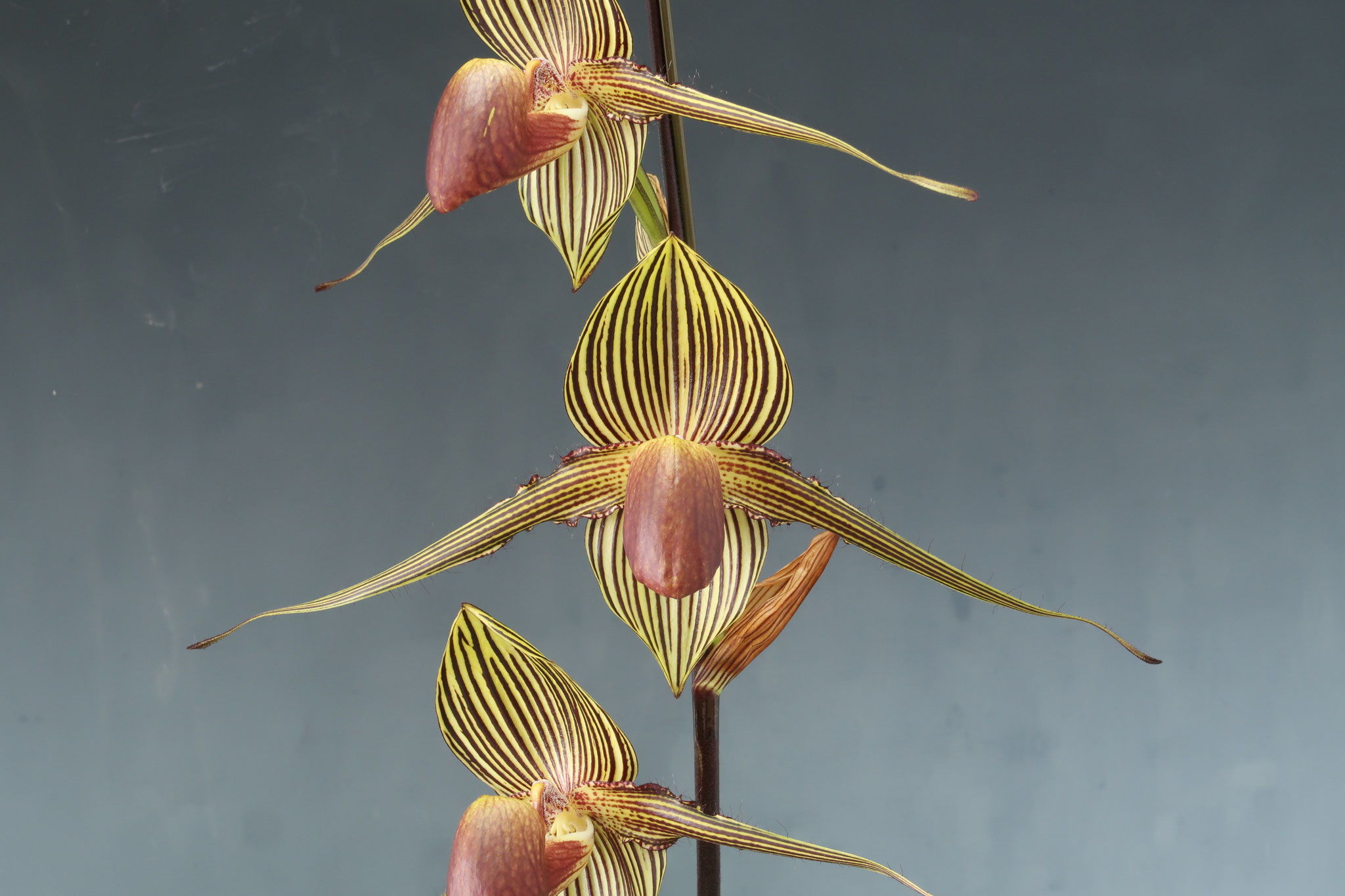 Lynleigh Koopowitzが咲きました - (株)東京オーキット・ナーセリー