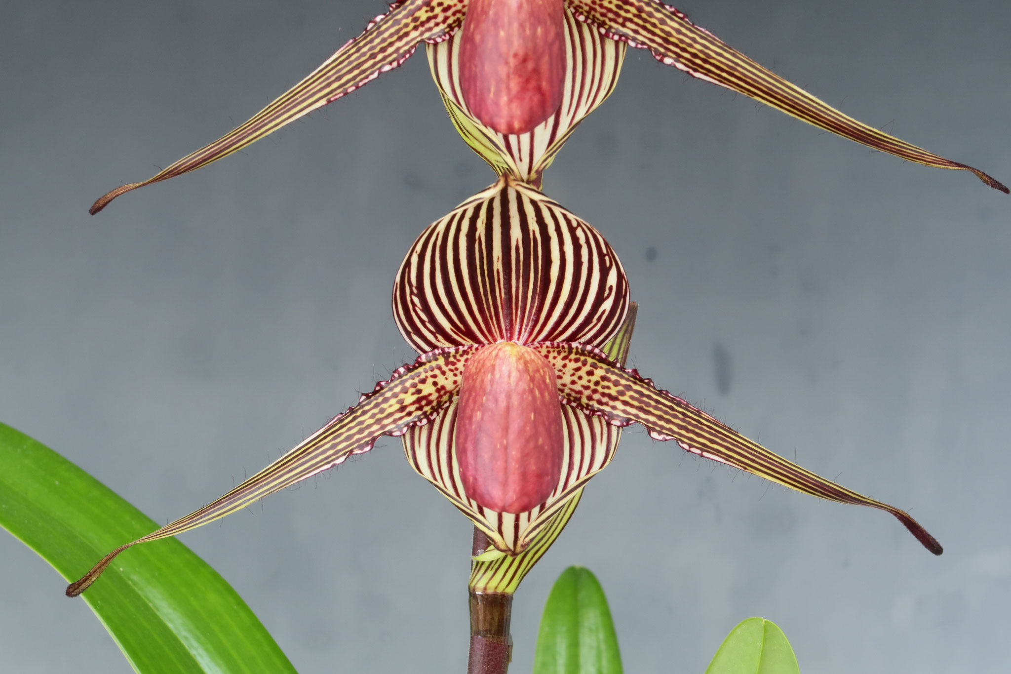 ウィークエンド・オークション - (株)東京オーキット・ナーセリー