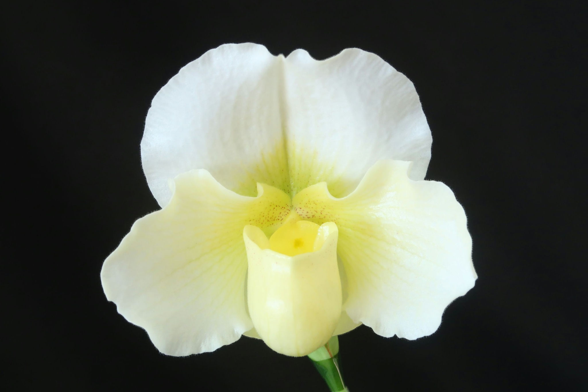 パフィオページ 今日のパフィオ - (株)東京オーキット・ナーセリー