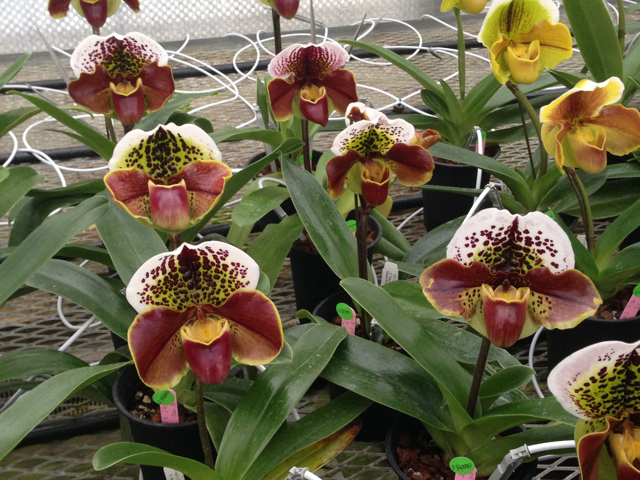 パフィオ もうすぐパフィオフェスティバルです！ - (株)東京オーキット・ナーセリー