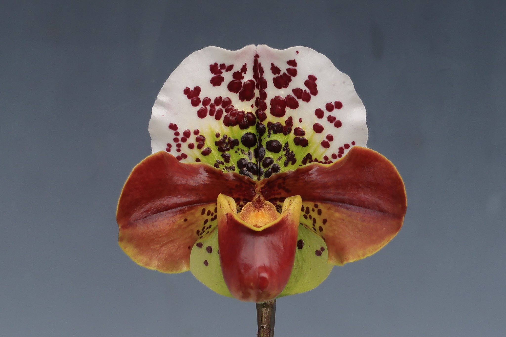 ウィークエンド・オークション - (株)東京オーキット・ナーセリー