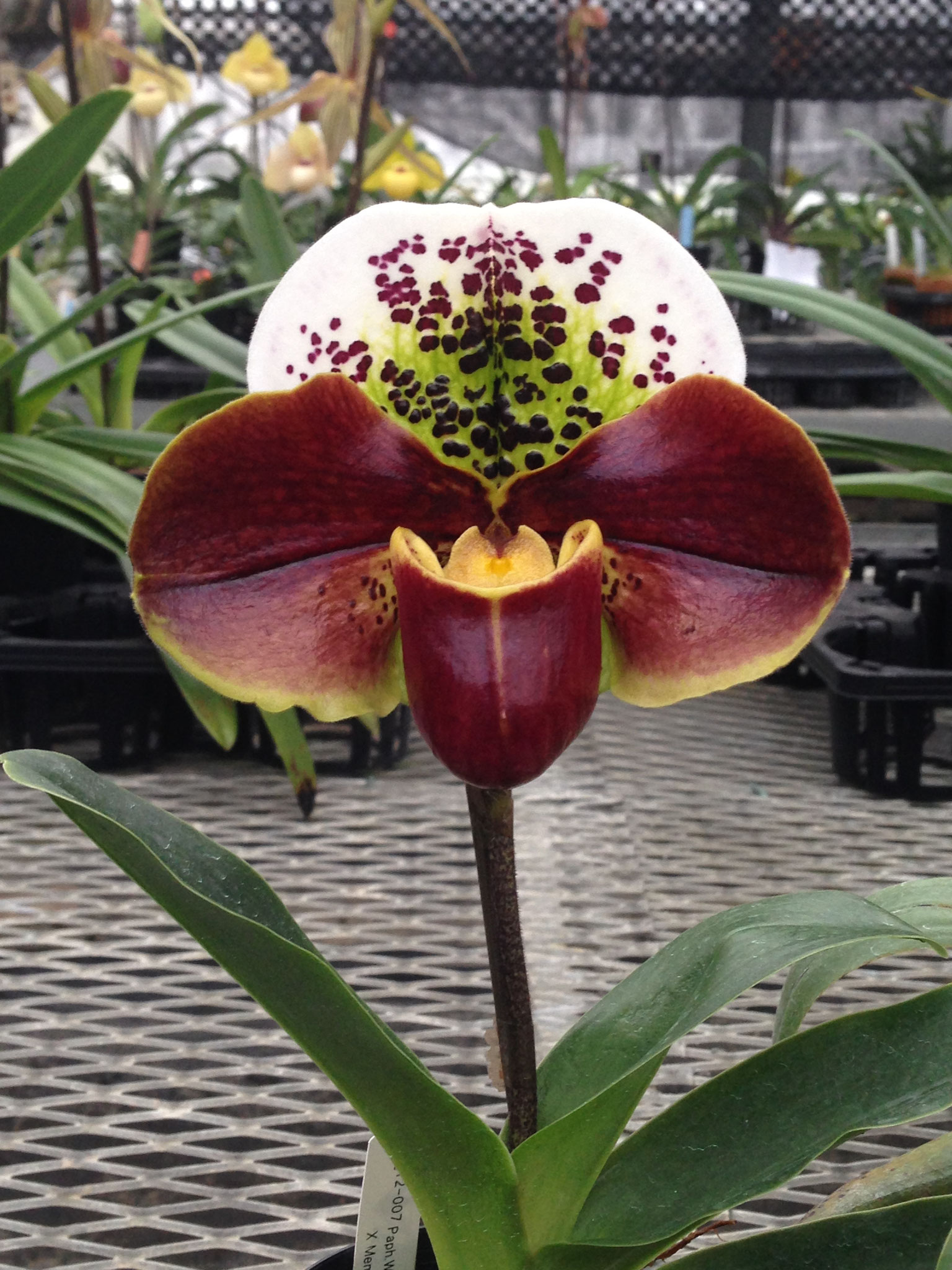 パフィオ もうすぐパフィオフェスティバルです！ - (株)東京オーキット・ナーセリー