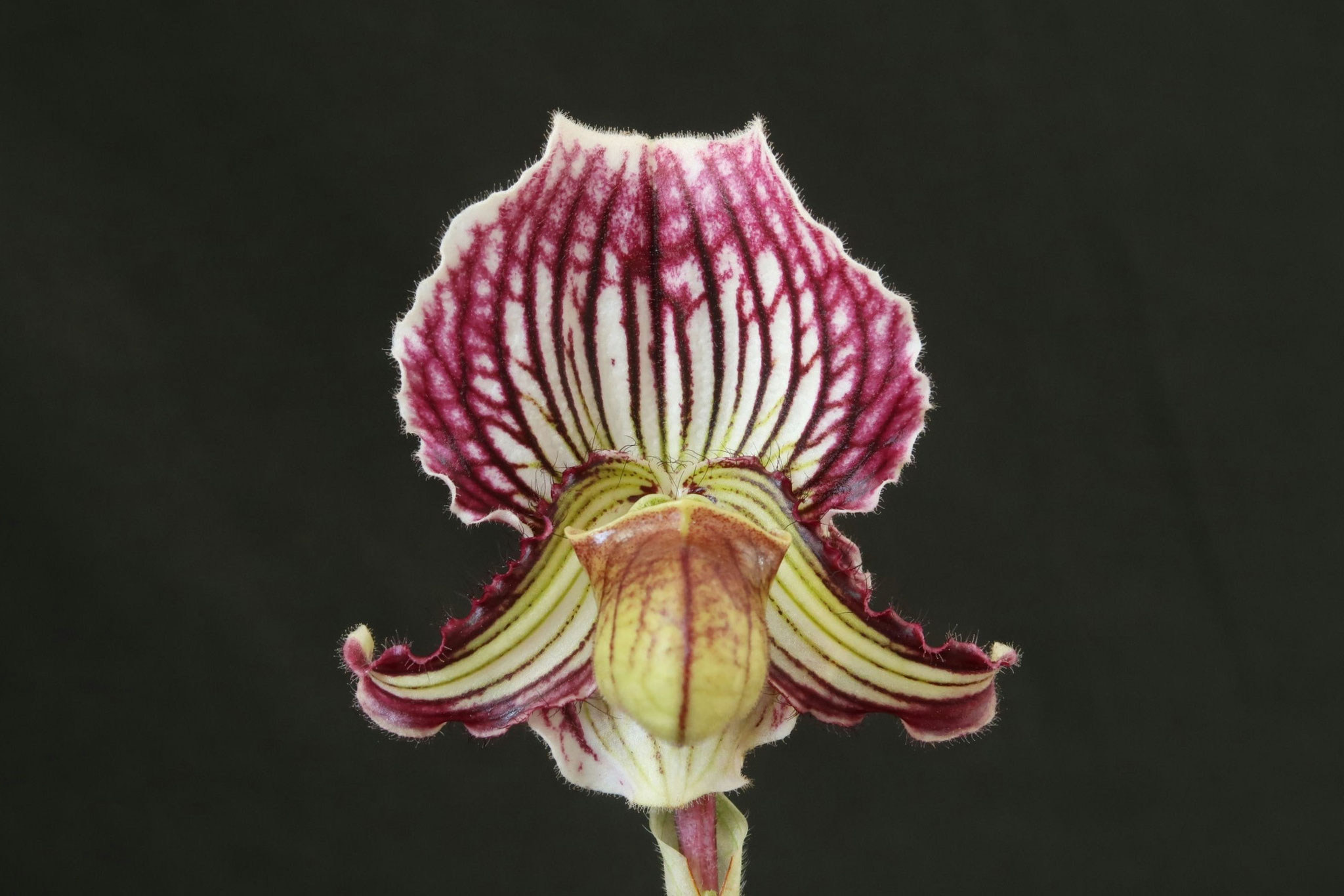 商品3822 - (株)東京オーキット・ナーセリー