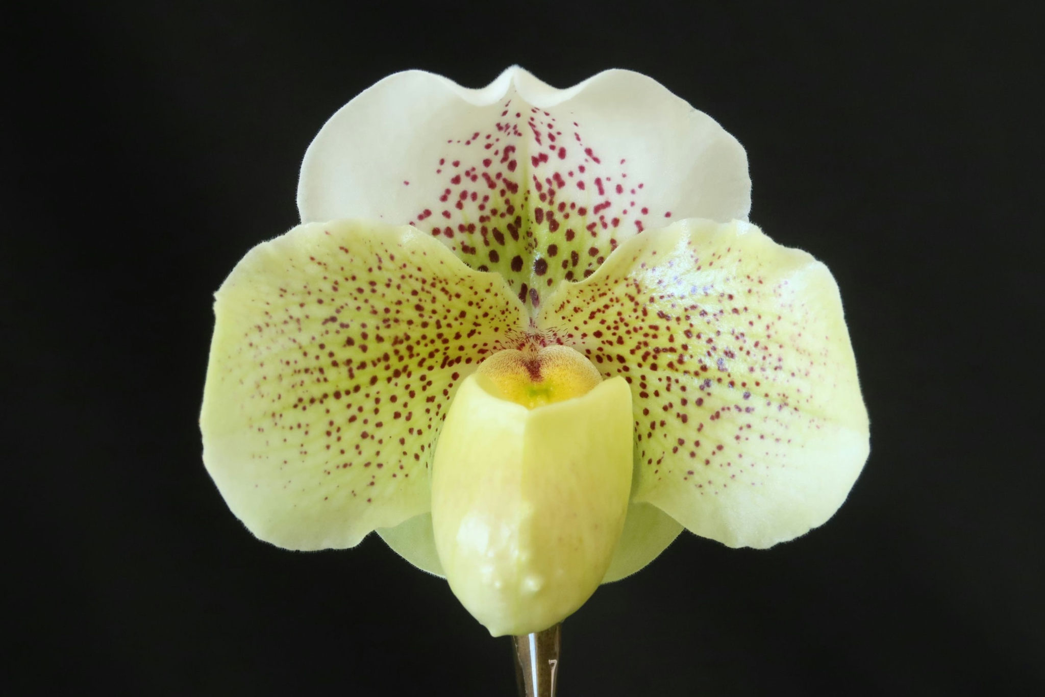 今日のパフィオ - (株)東京オーキット・ナーセリー