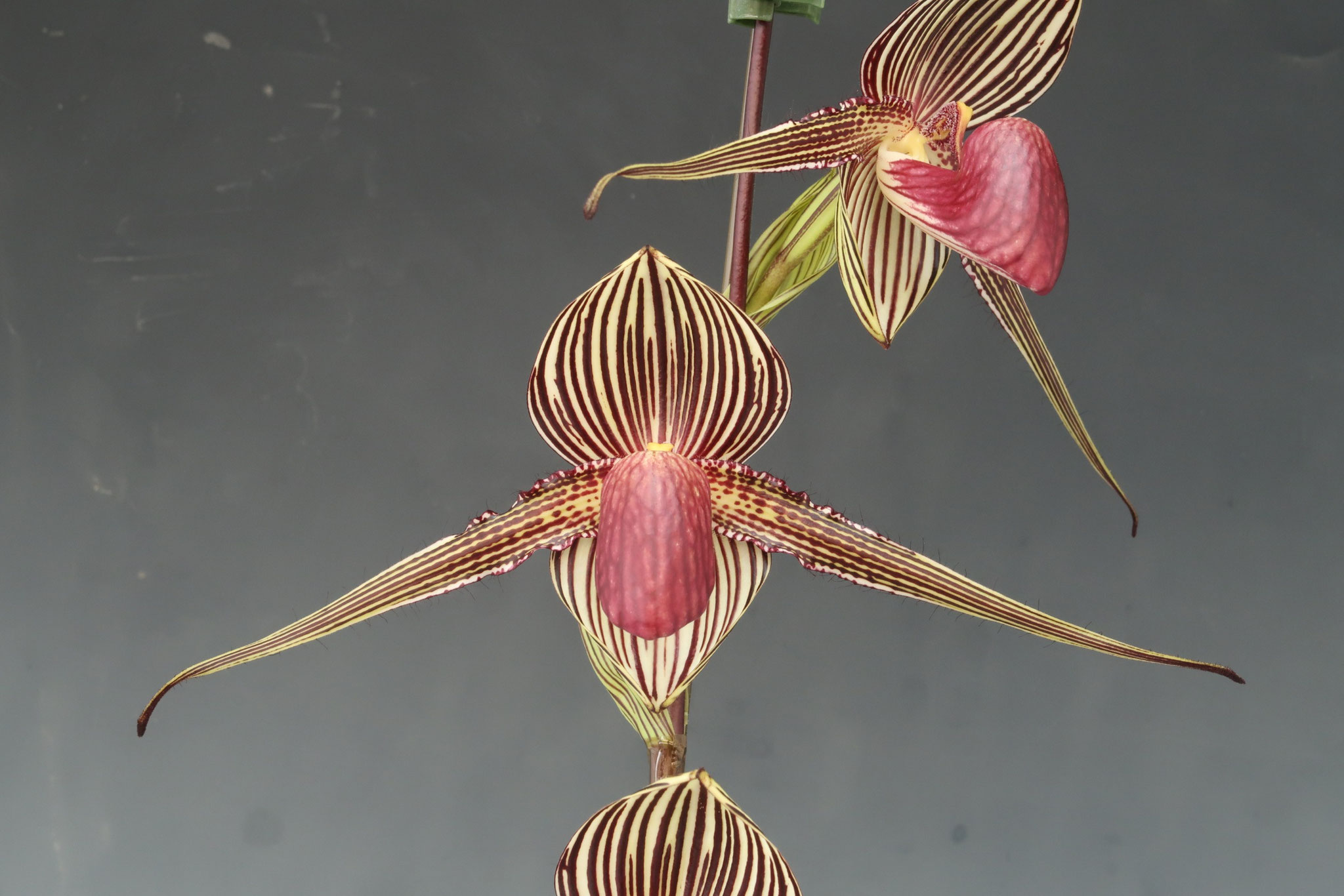 メキシペディウム ゼロフィチカム ランナー2苗 かわいく咲きました！ - (株)東京オーキット・ナーセリー