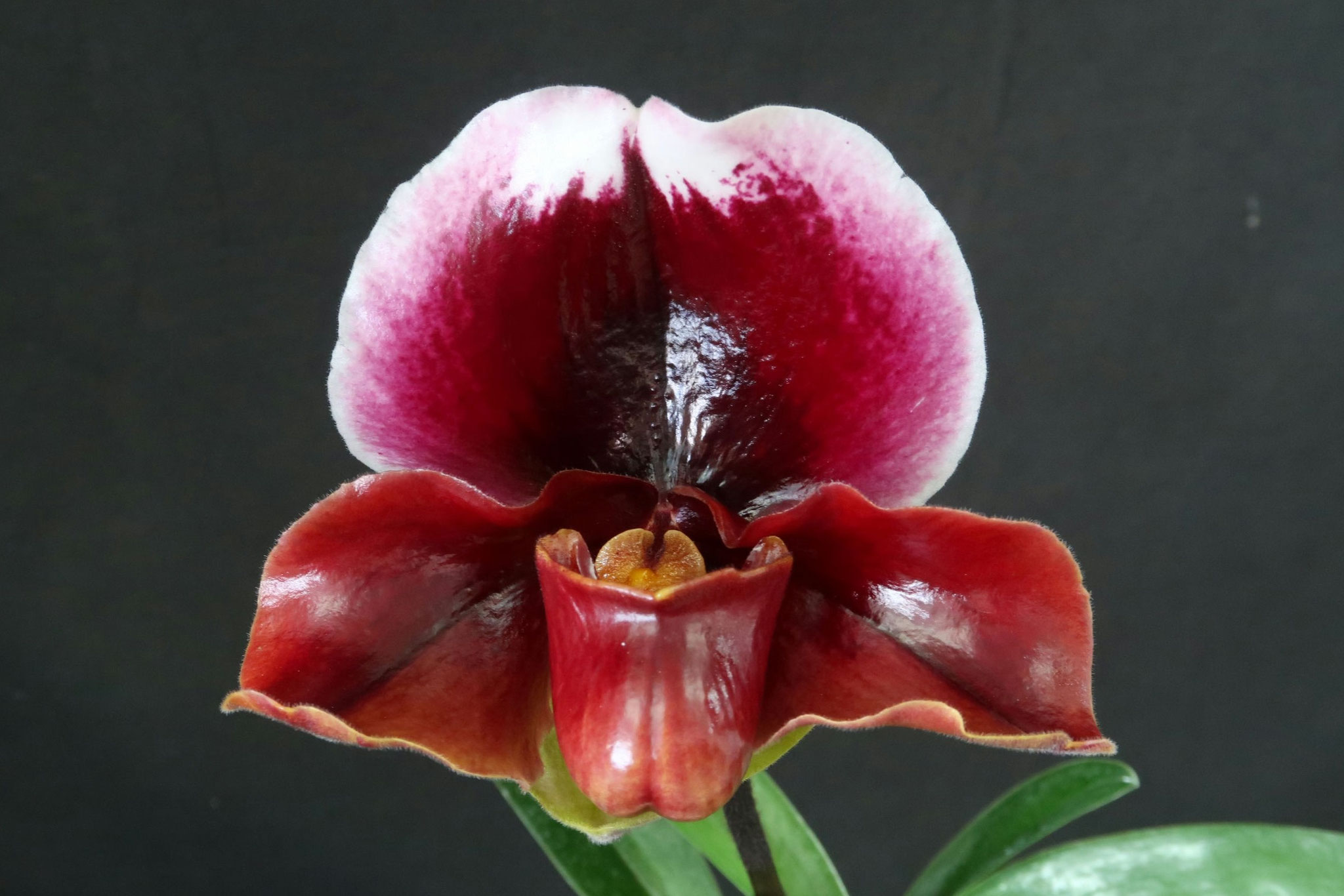 富貴蘭いろいろ - (株)東京オーキット・ナーセリー