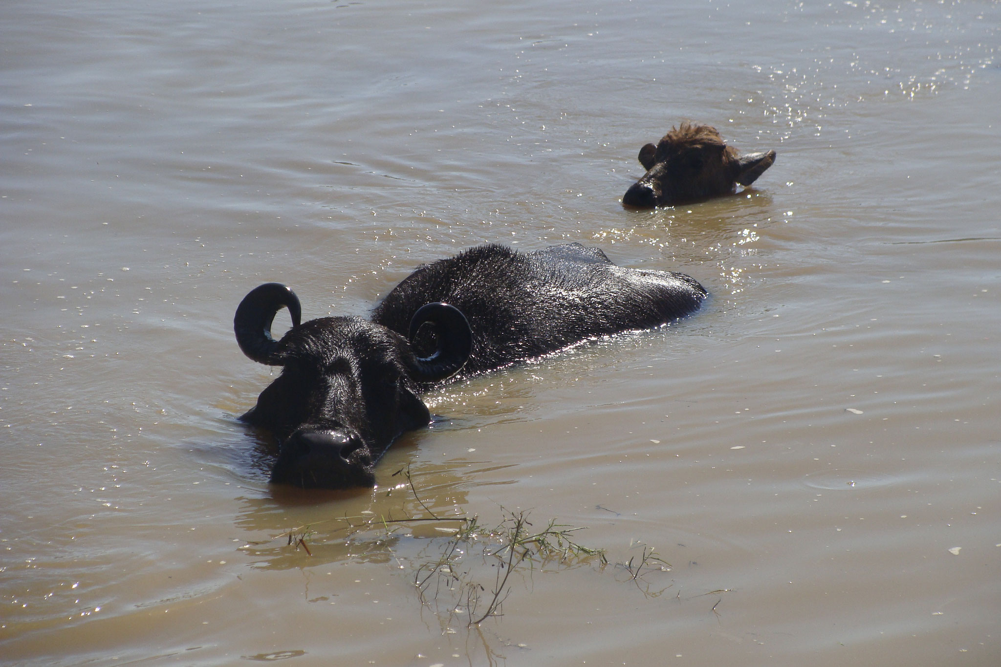 Büffelkuh mit Kalb am Schwimmen.