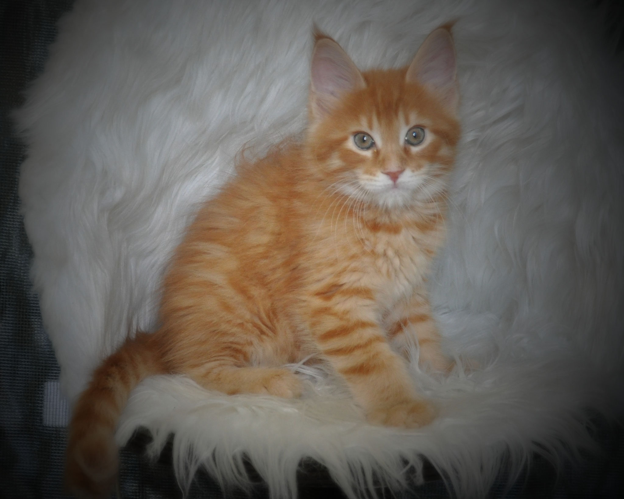 EuroCoons Mane Coon Kittens Previous litters July 2016 ...
