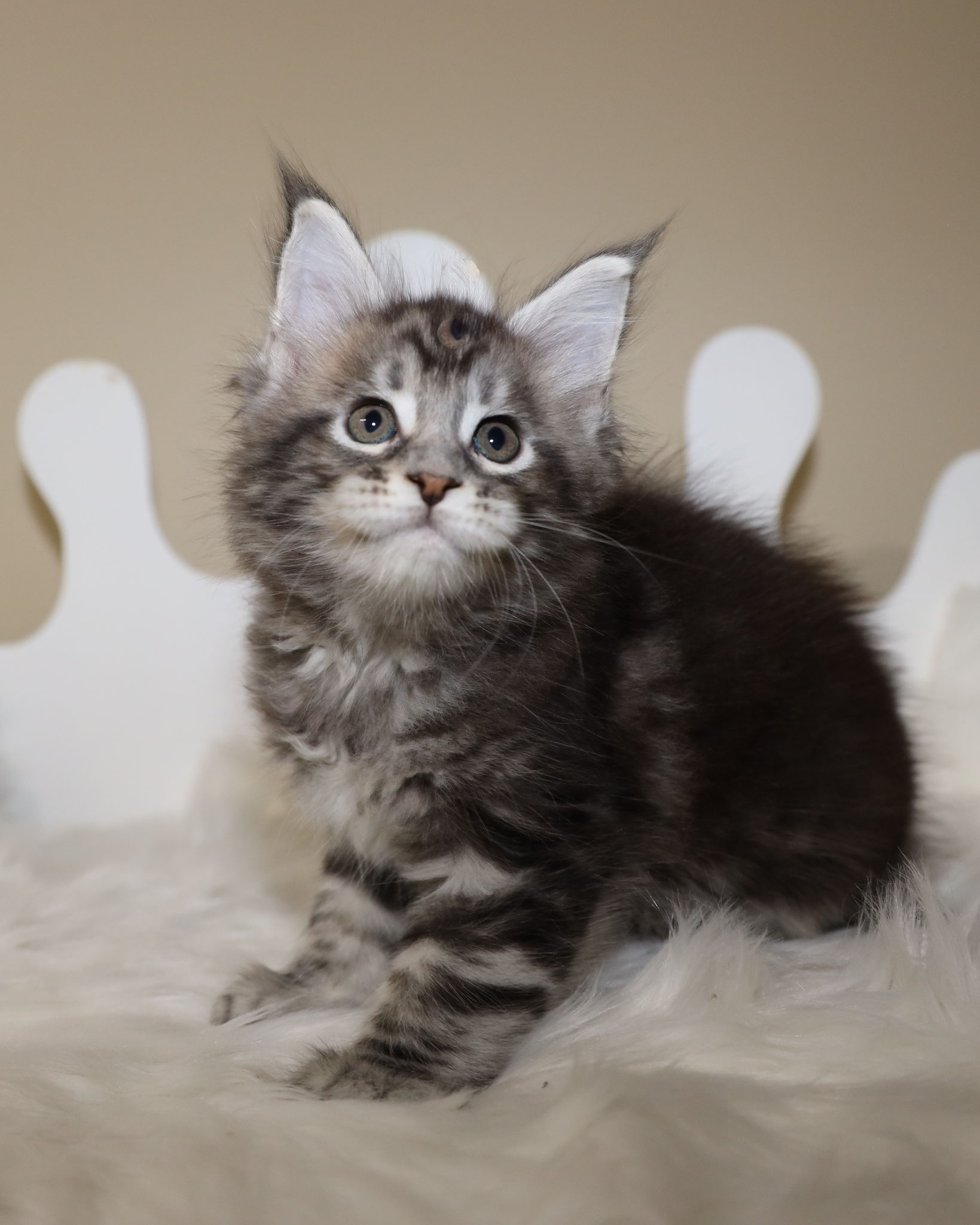 Available Maine Coon Kittens for Sale - Large Maine Coon ...