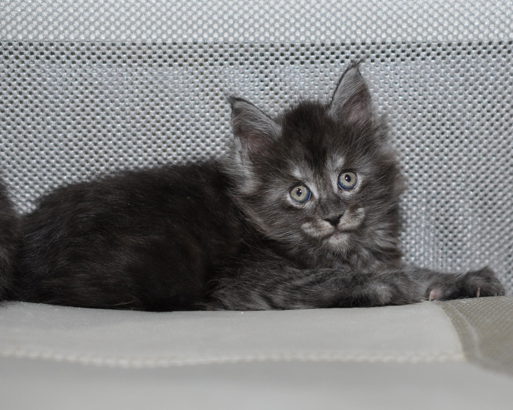 Jolie 5 weeks