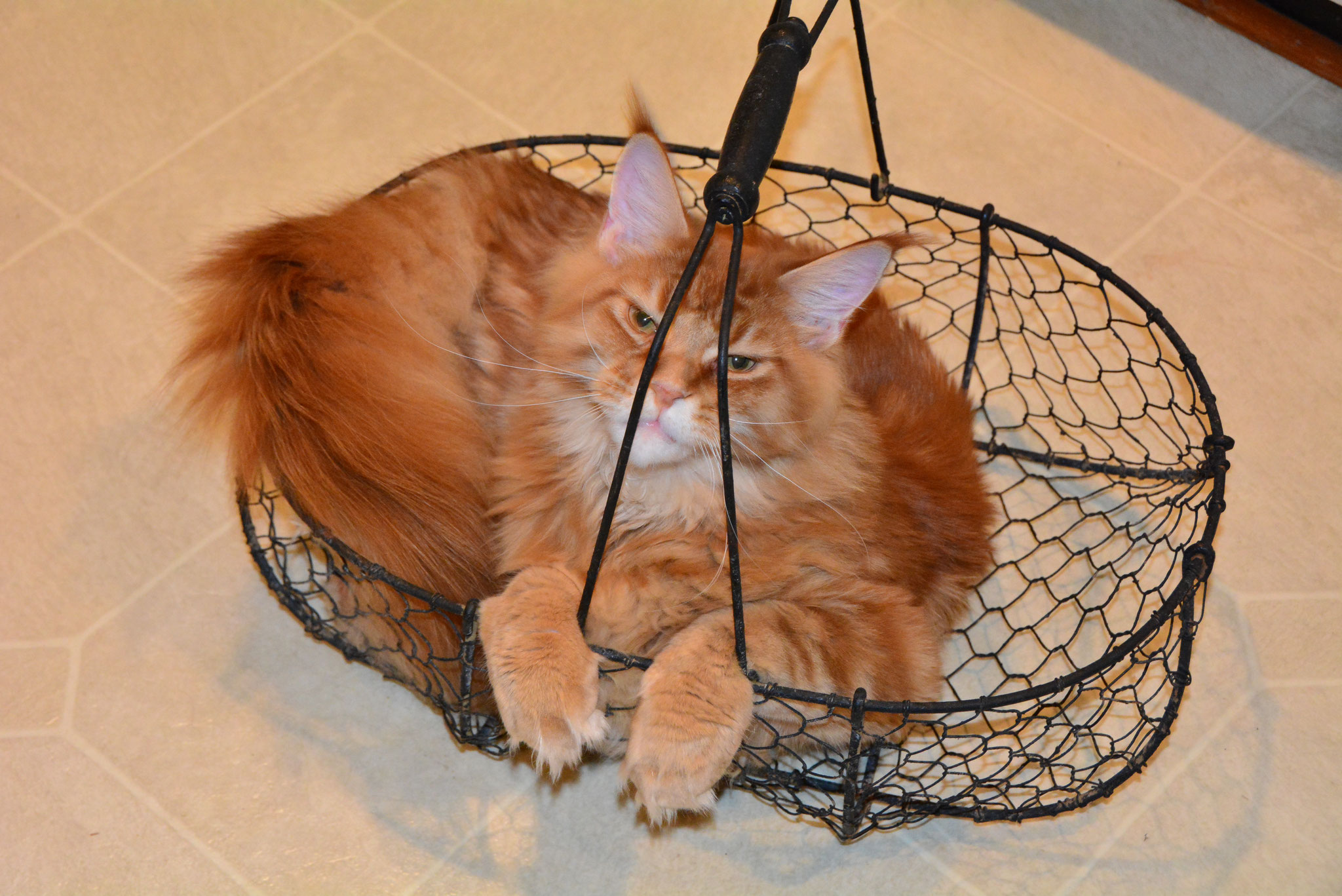ginger maine coon - Clancy aka "Atos" litter "A"