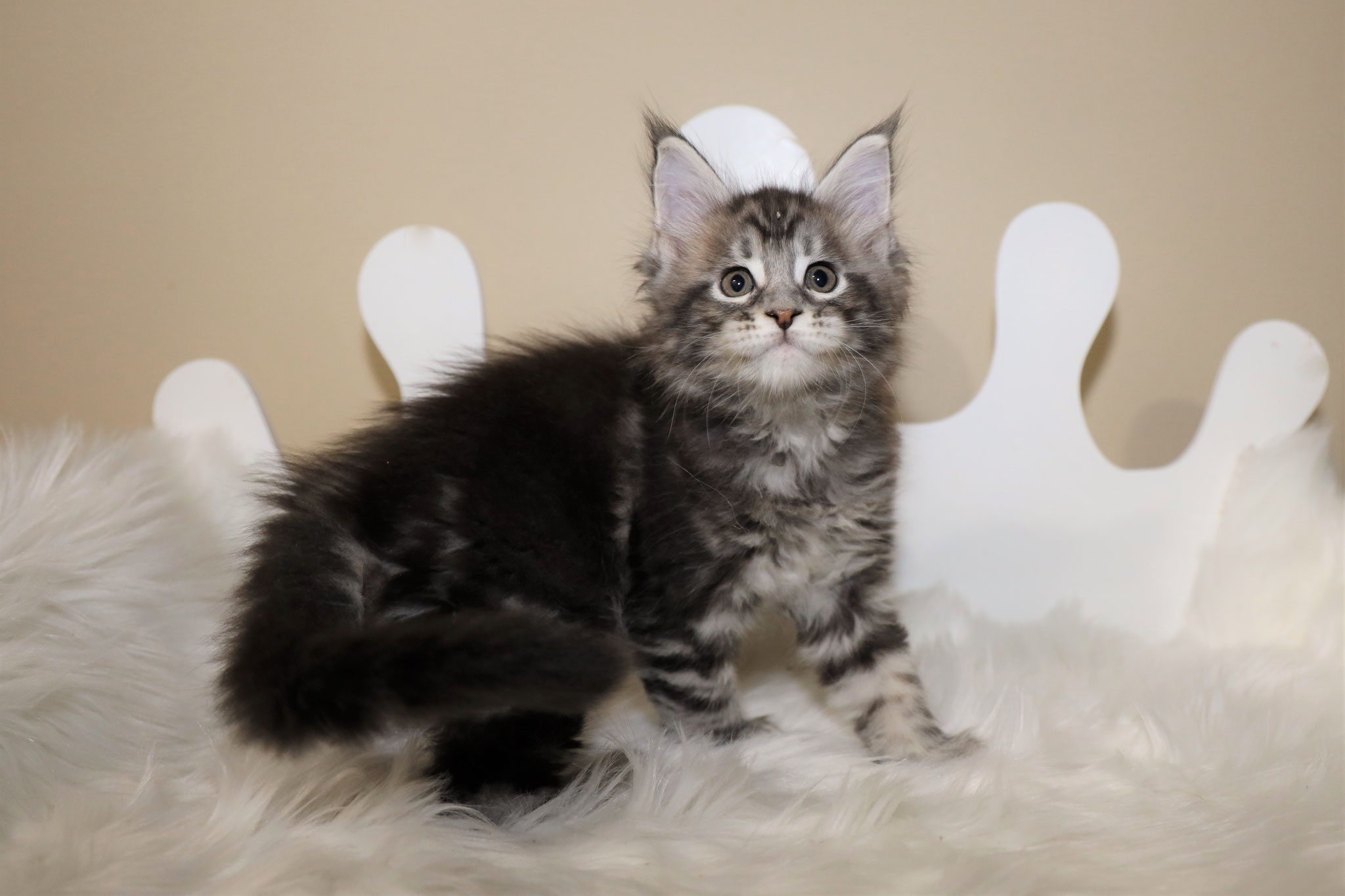 Available Maine Coon Kittens for Sale - Large Maine Coon ...