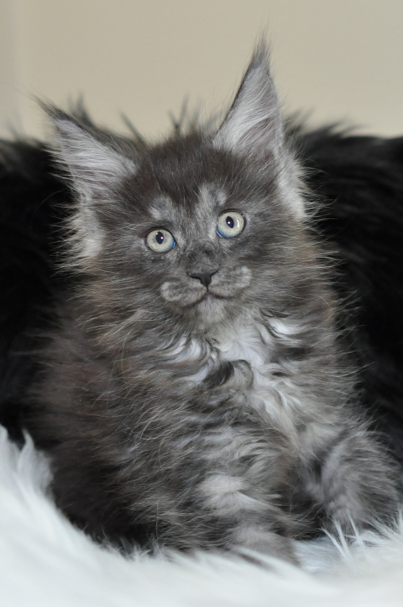 smoke maine coon