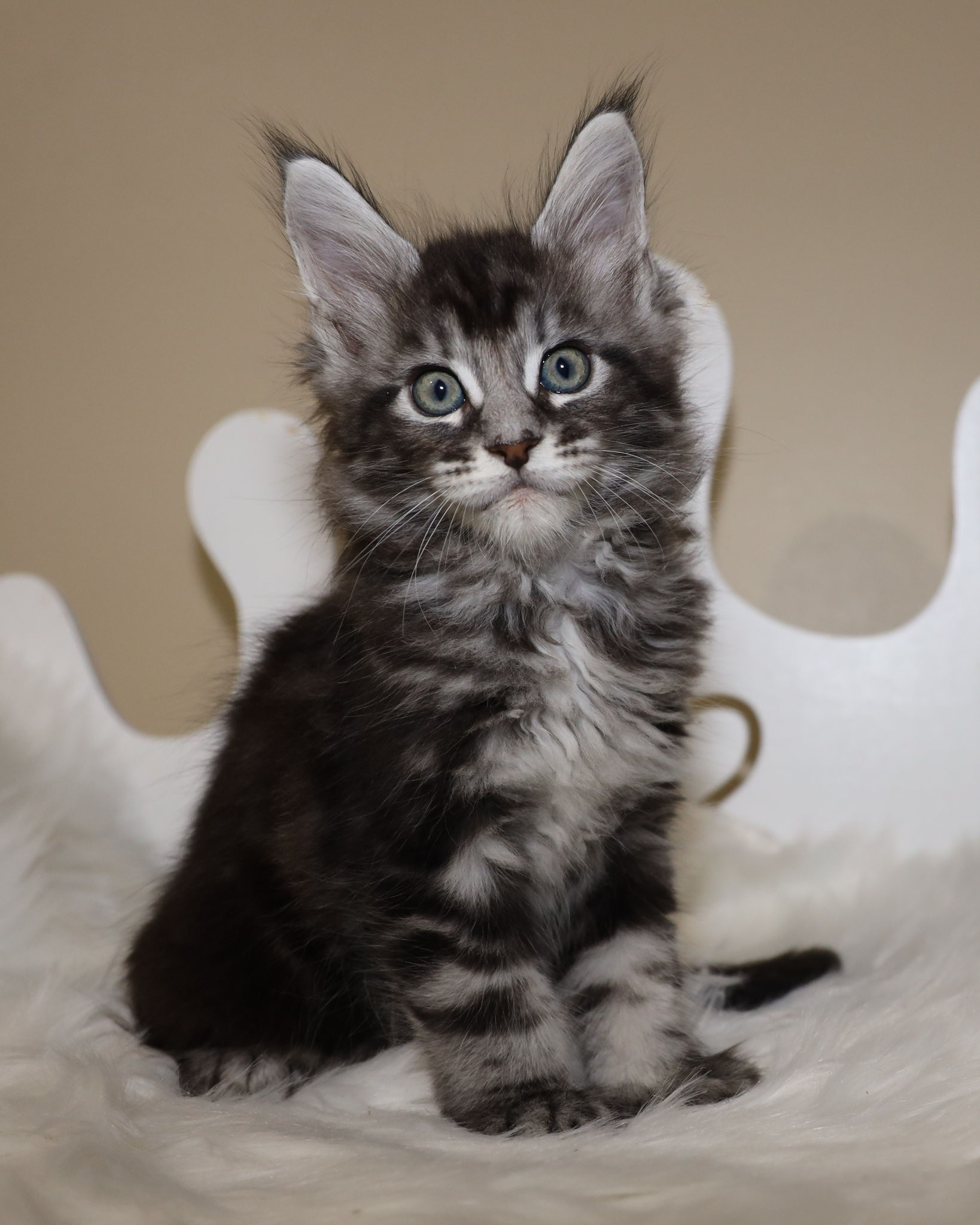 Available Maine Coon Kittens for Sale - Large Maine Coon ...