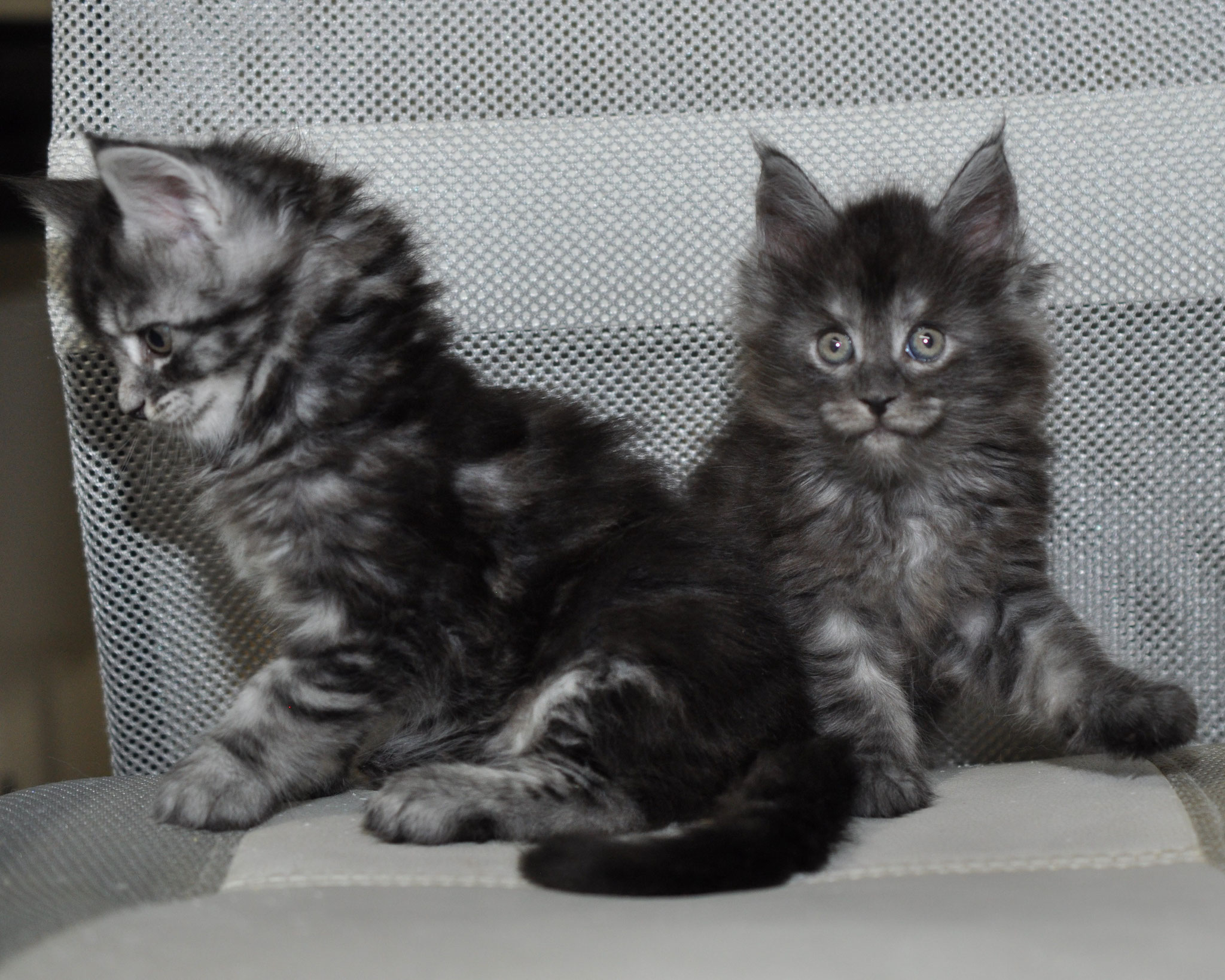 Jolie 5 weeks