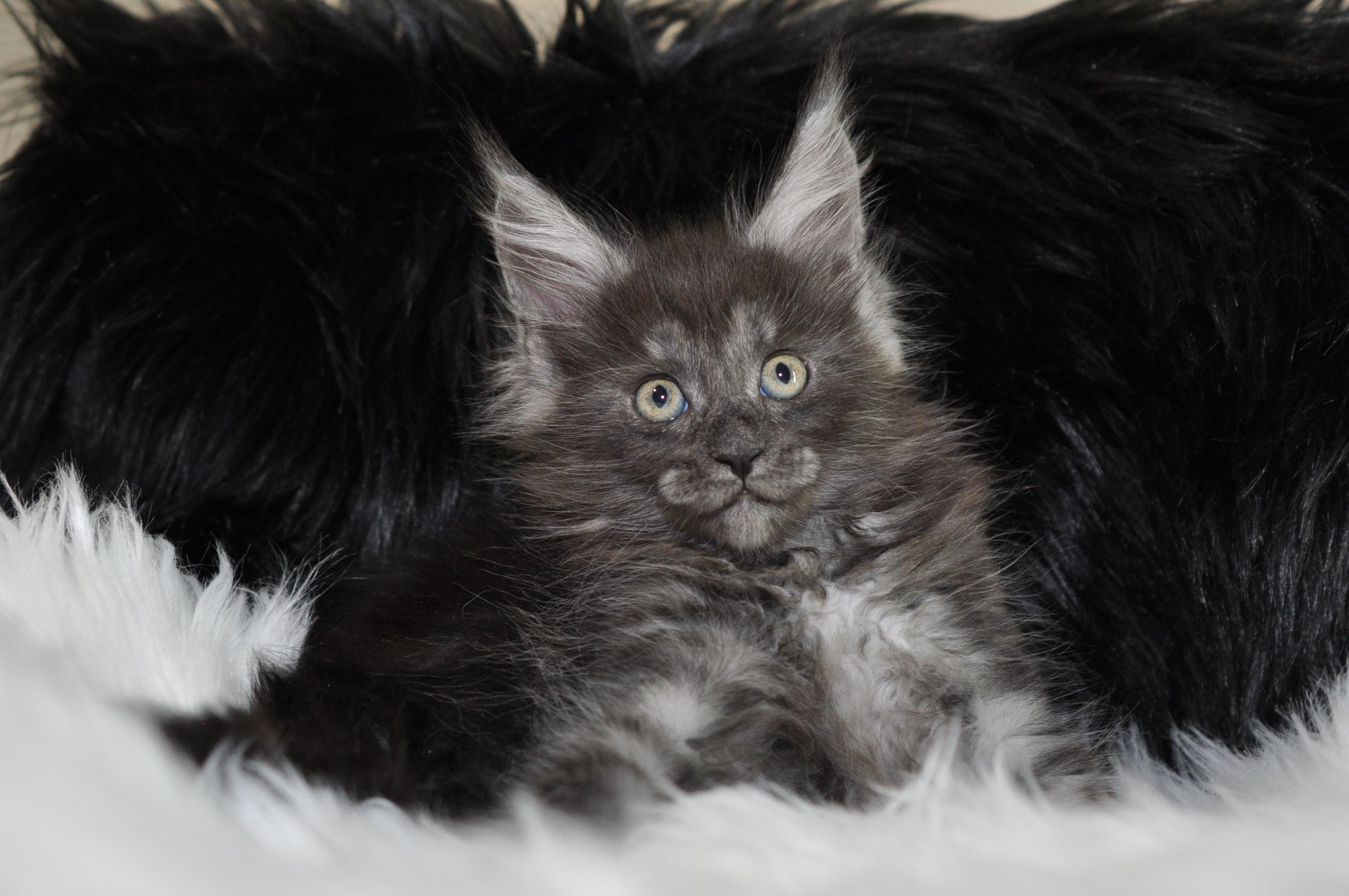 maine coon kitten