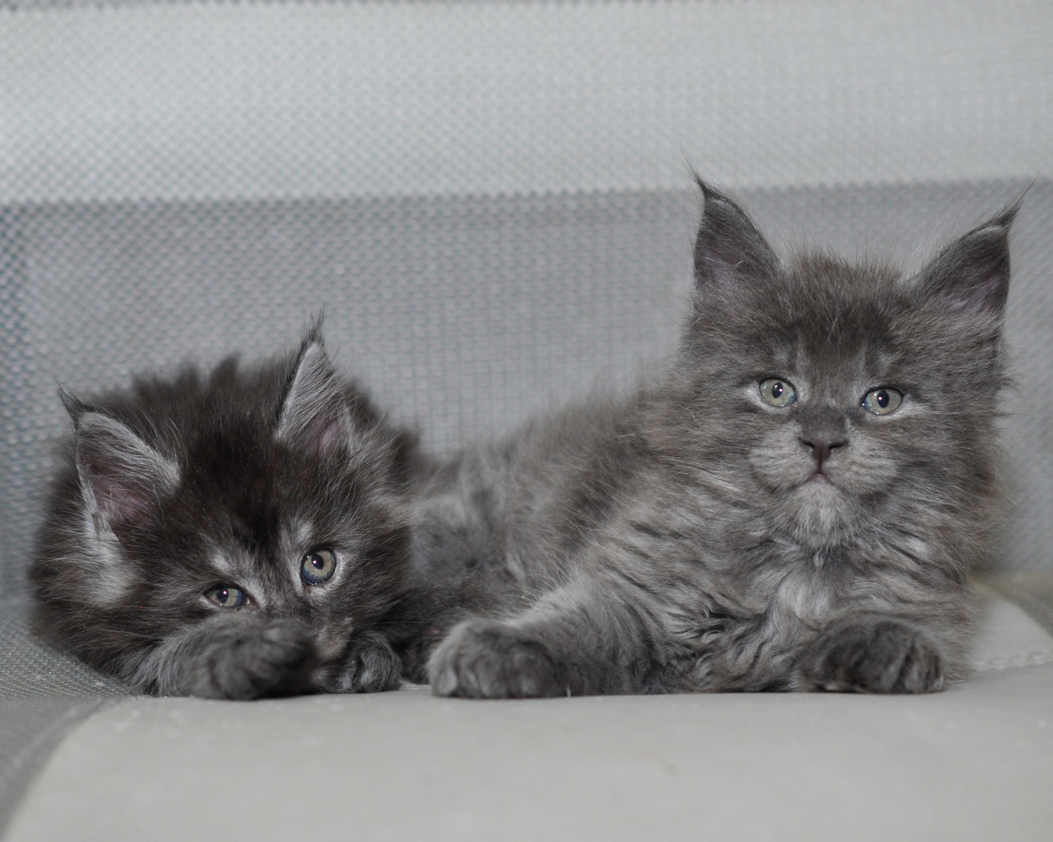 Jolie 5 weeks