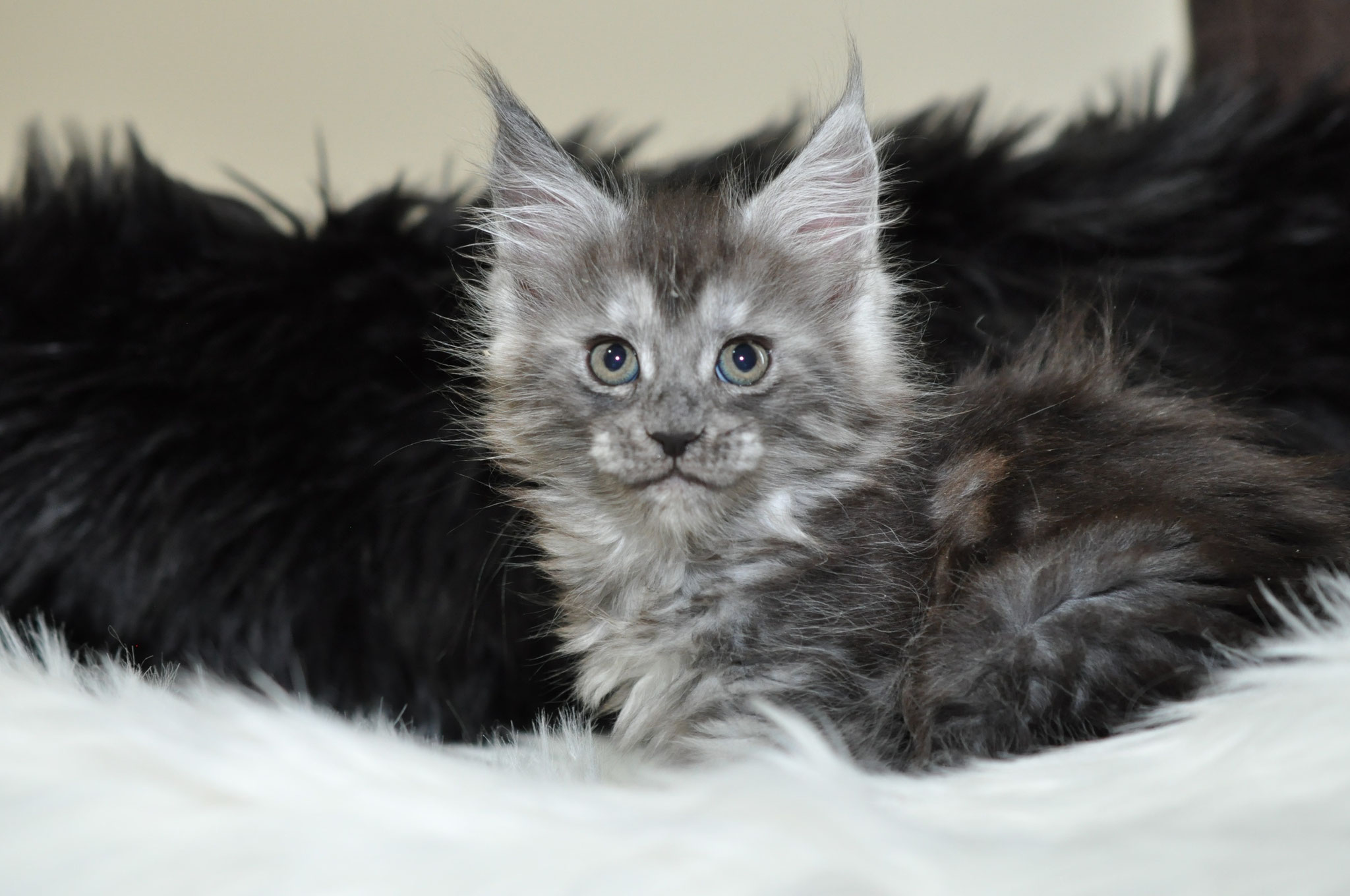 45 Maine Coon Kittens For Adoption Near Me Furry Kittens 45 Maine Coon Kittens For Adoption Near Me Furry Kittens