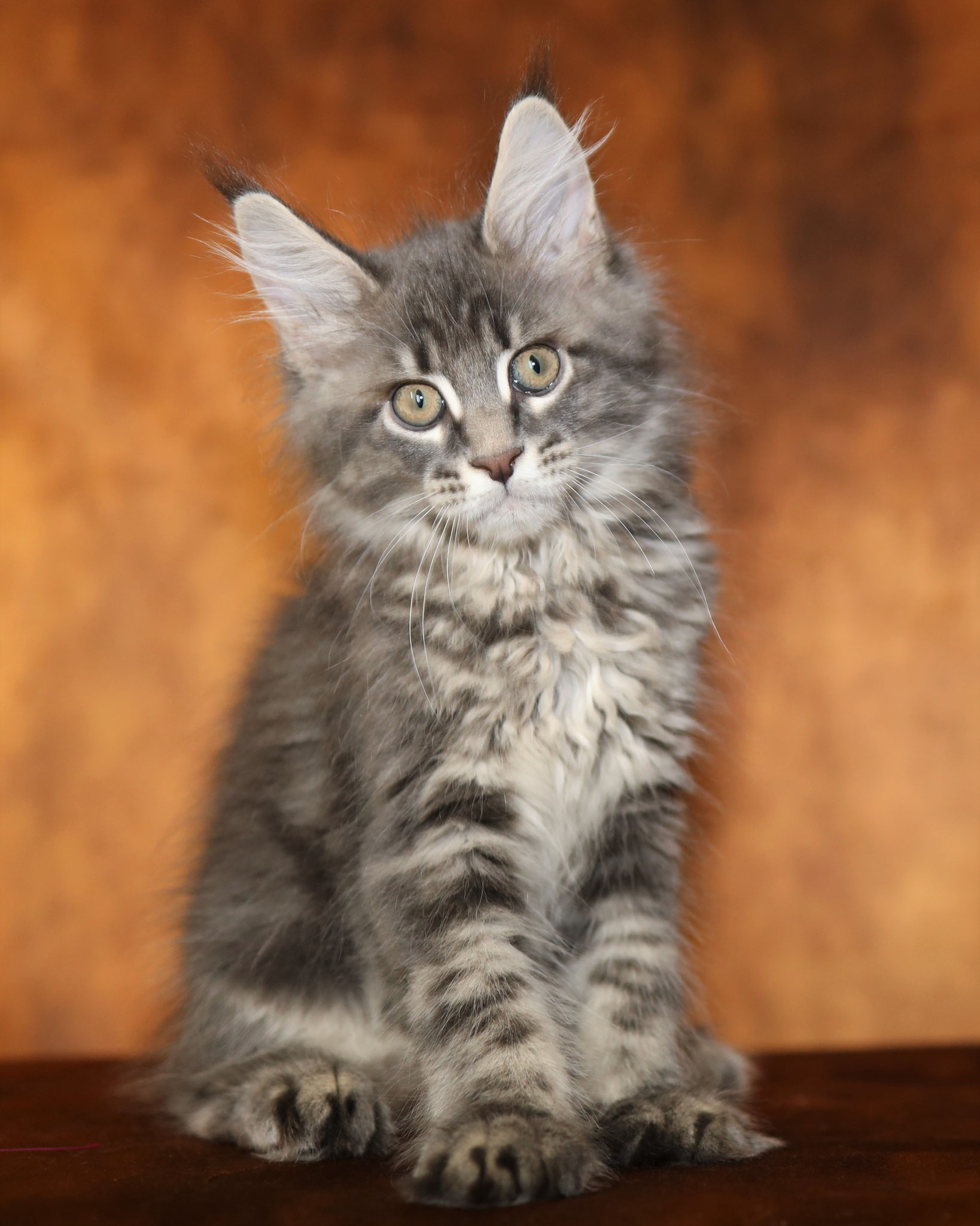 Mega Big Maine Coon Kittens for Sale - Giant Maine Coon ...