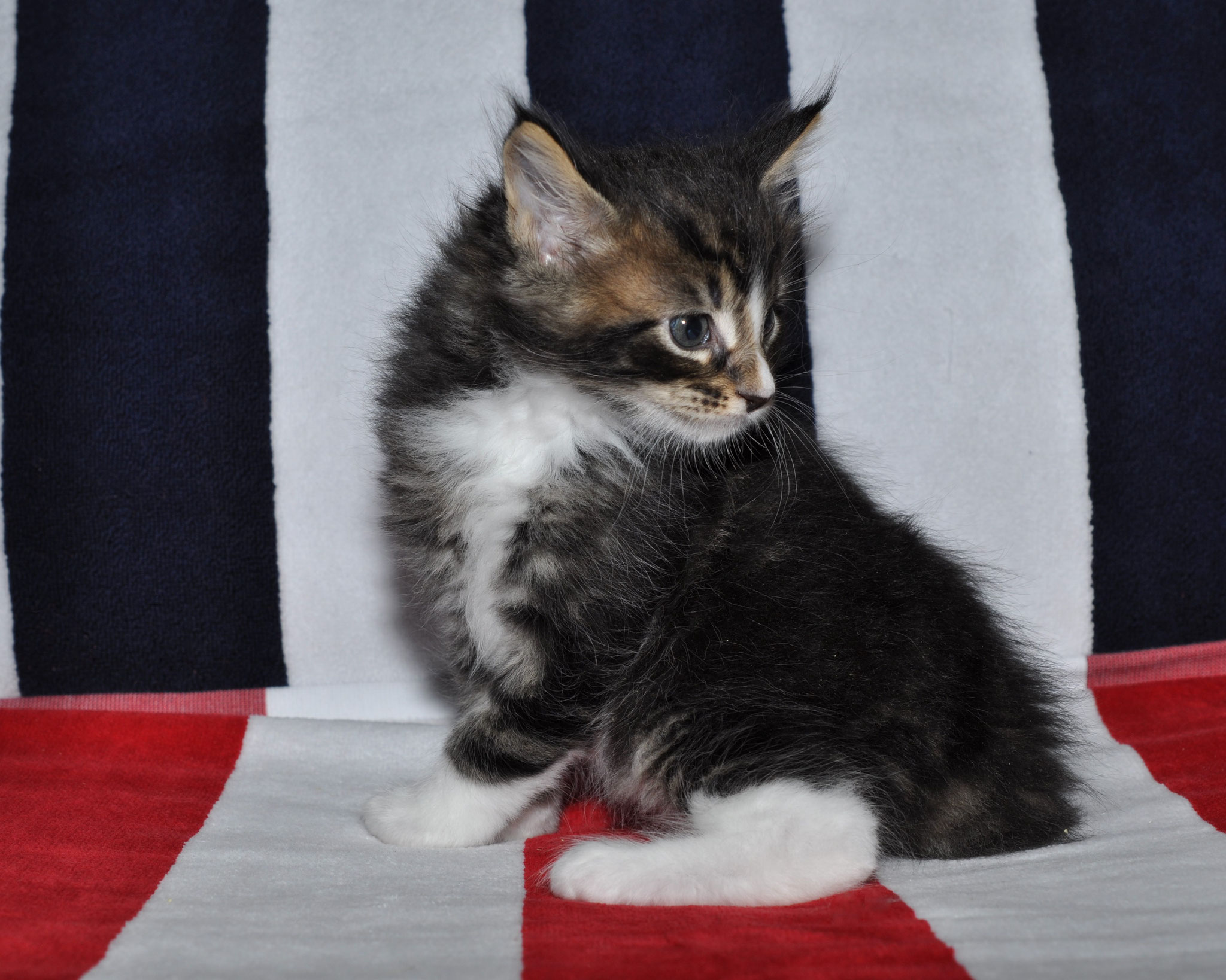 Kaat 5 weeks
