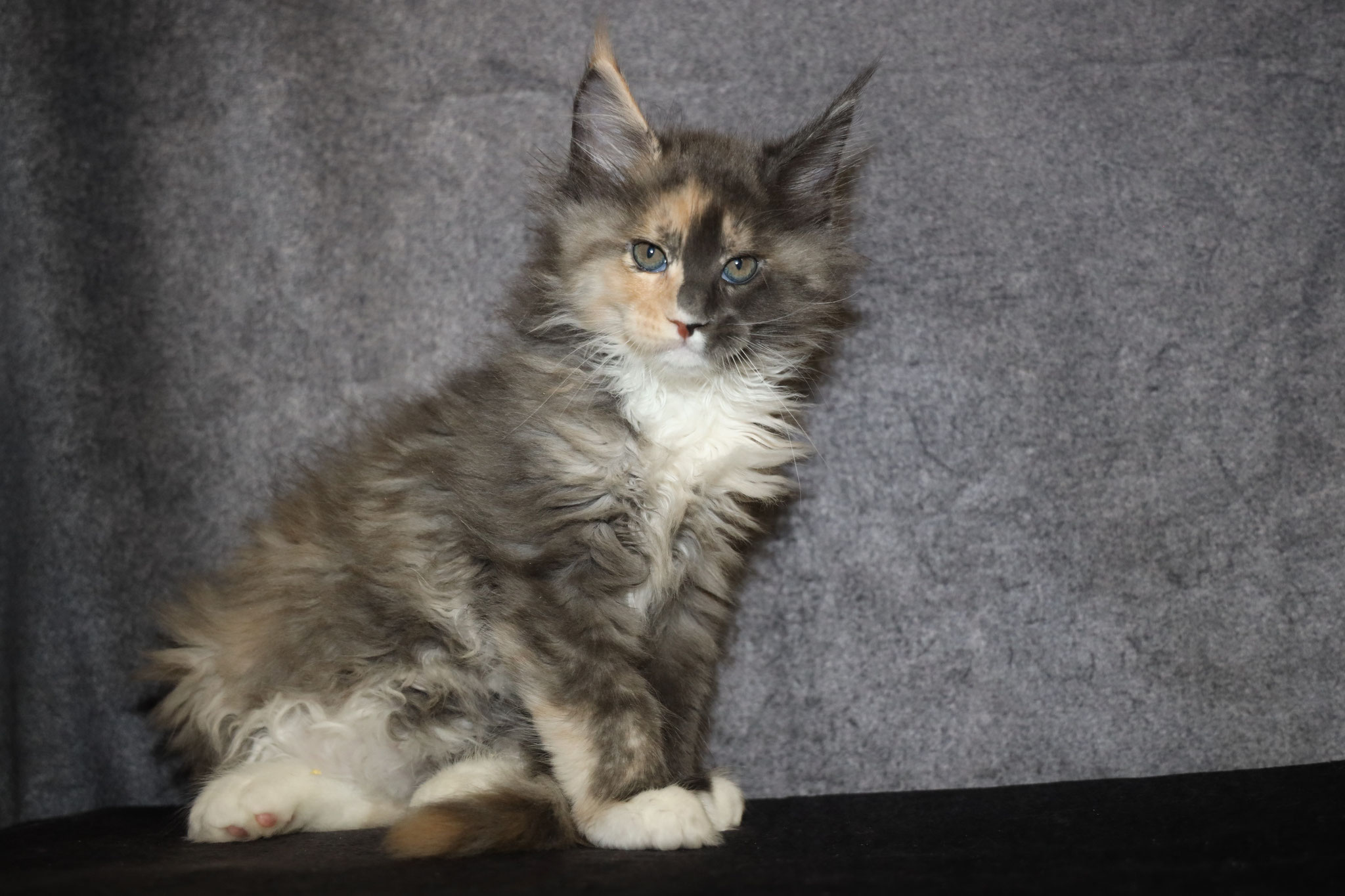 Available Maine Coon Kittens for Sale - Maine Coon Kittens ...