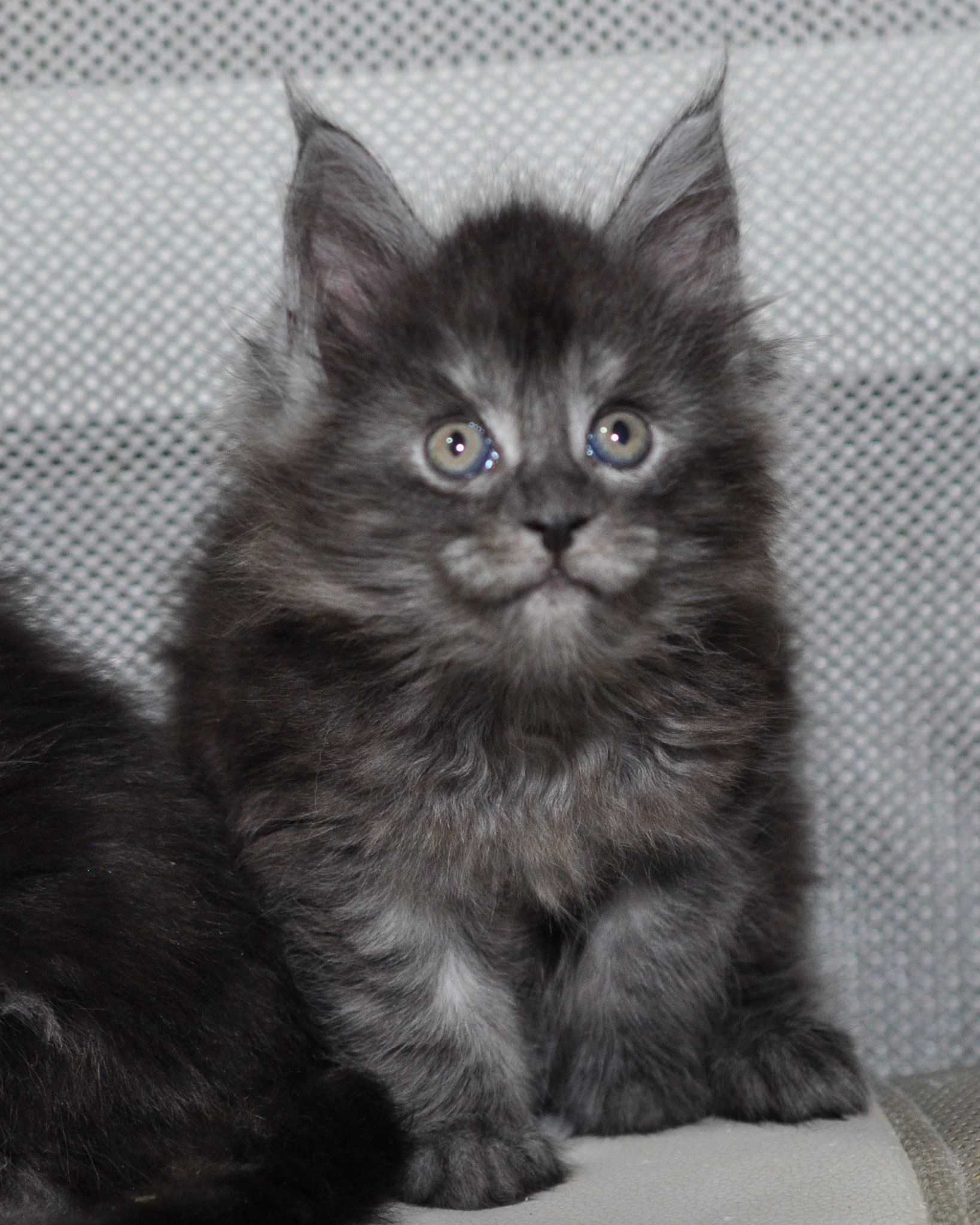 Jolie 5 weeks