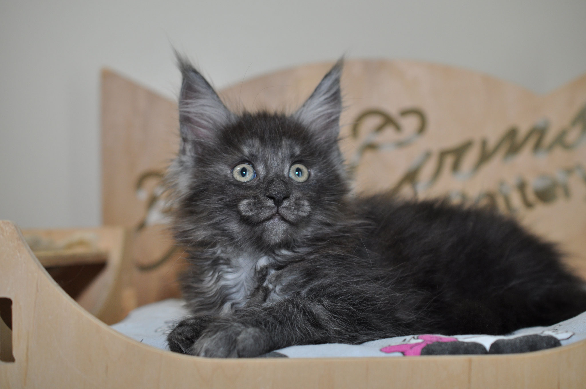 Available Maine Coon Kittens for Sale - European Maine ...