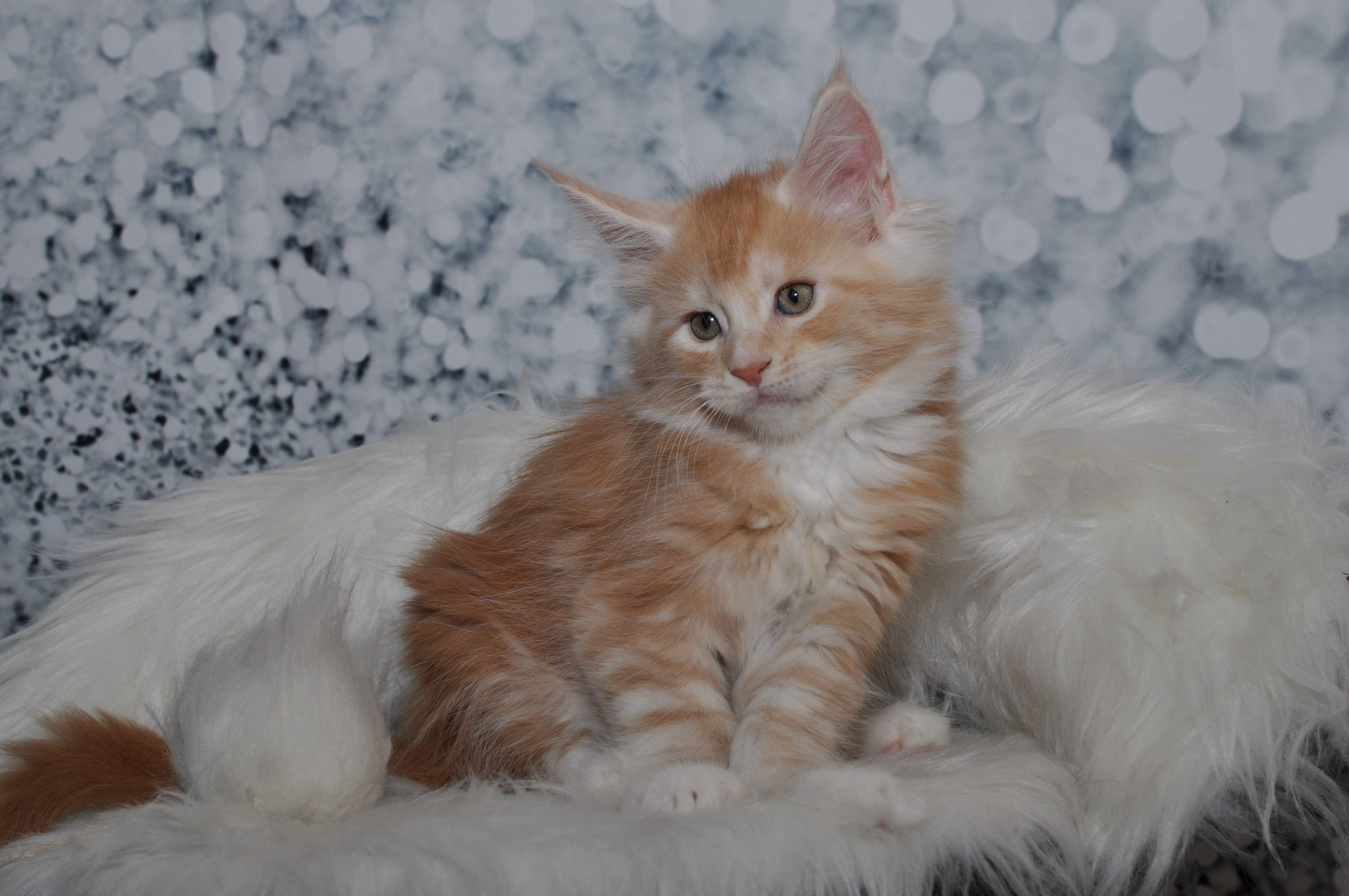 35 Best Photos Silver Bengal Kittens For Sale Near Me - Snow Bengal Kittens For Sale Near Me