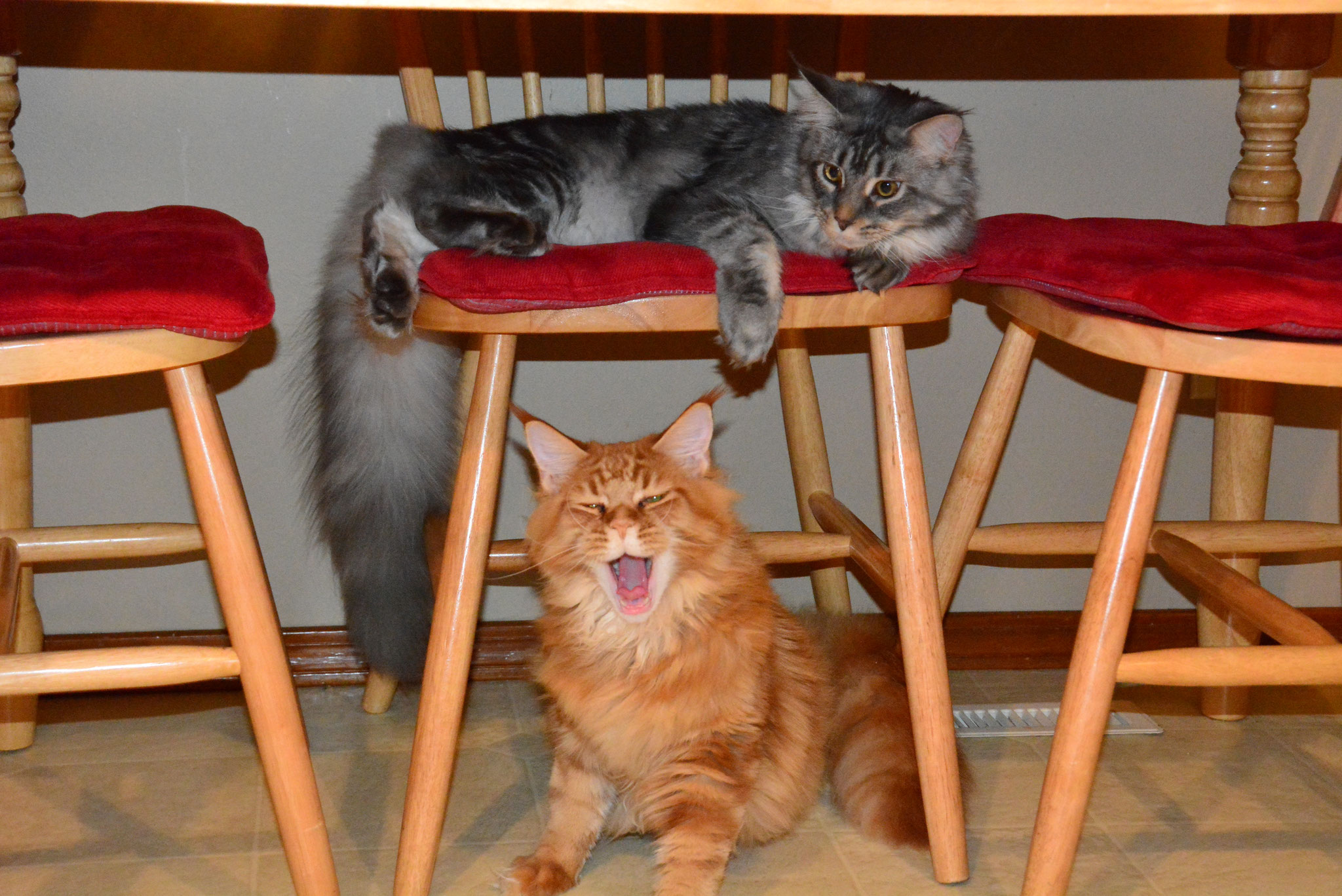 ginger maine coon