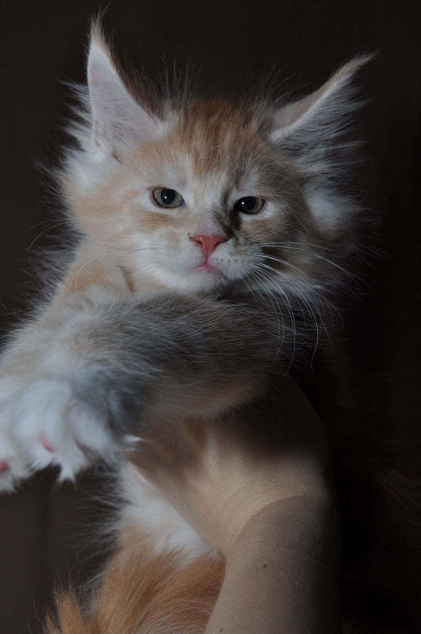 maine coon cattery
