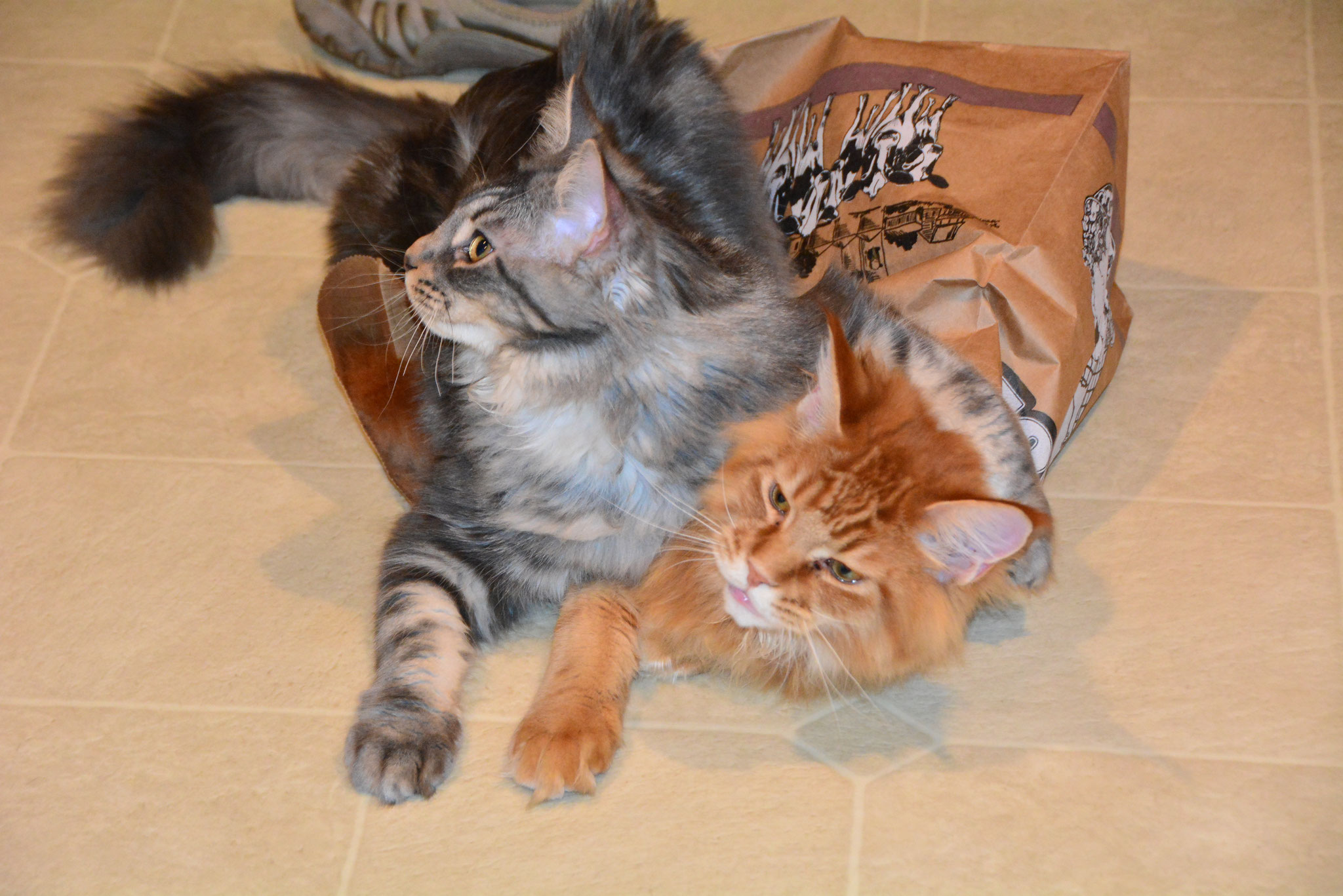 ginger maine coon