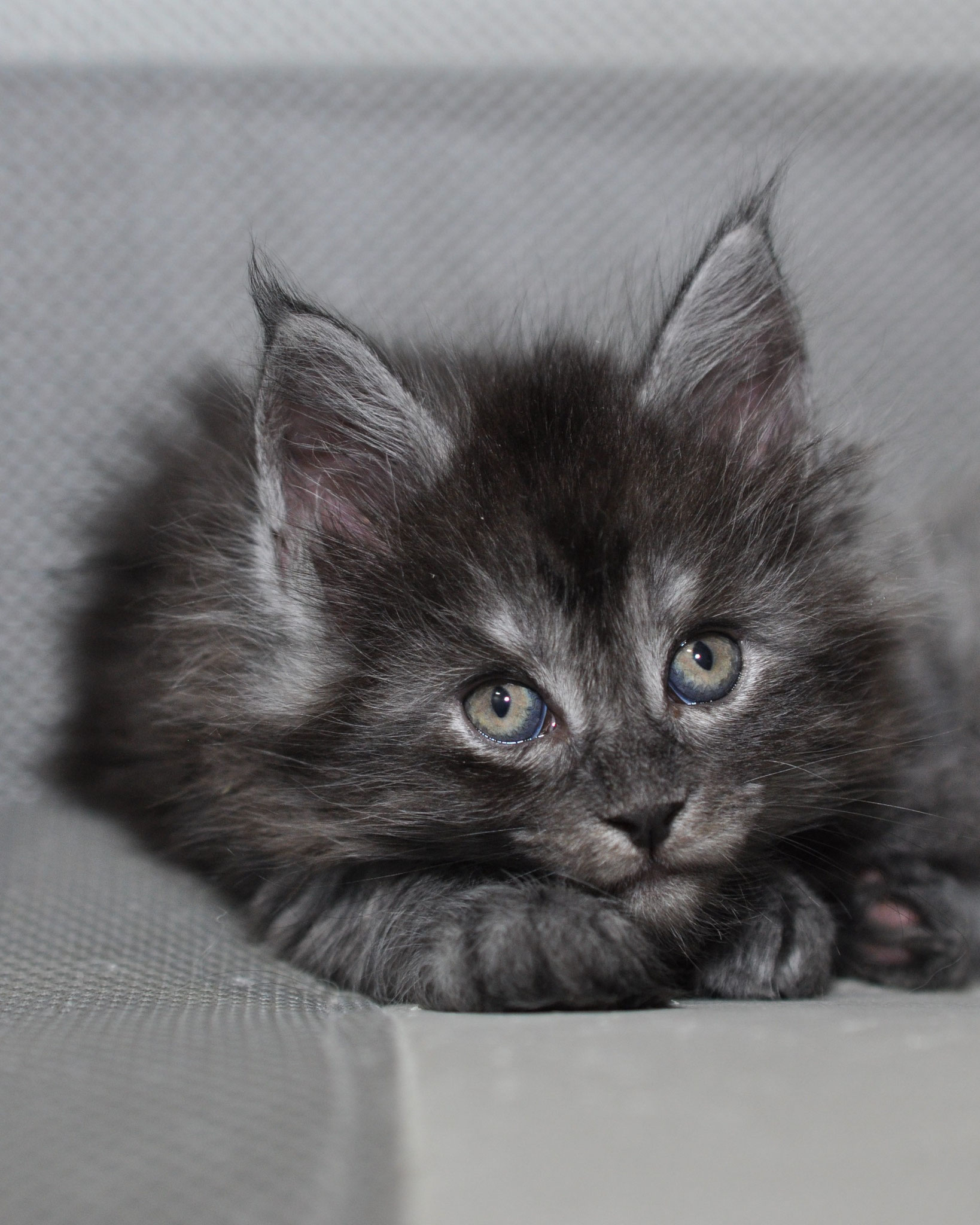 Jolie 5 weeks