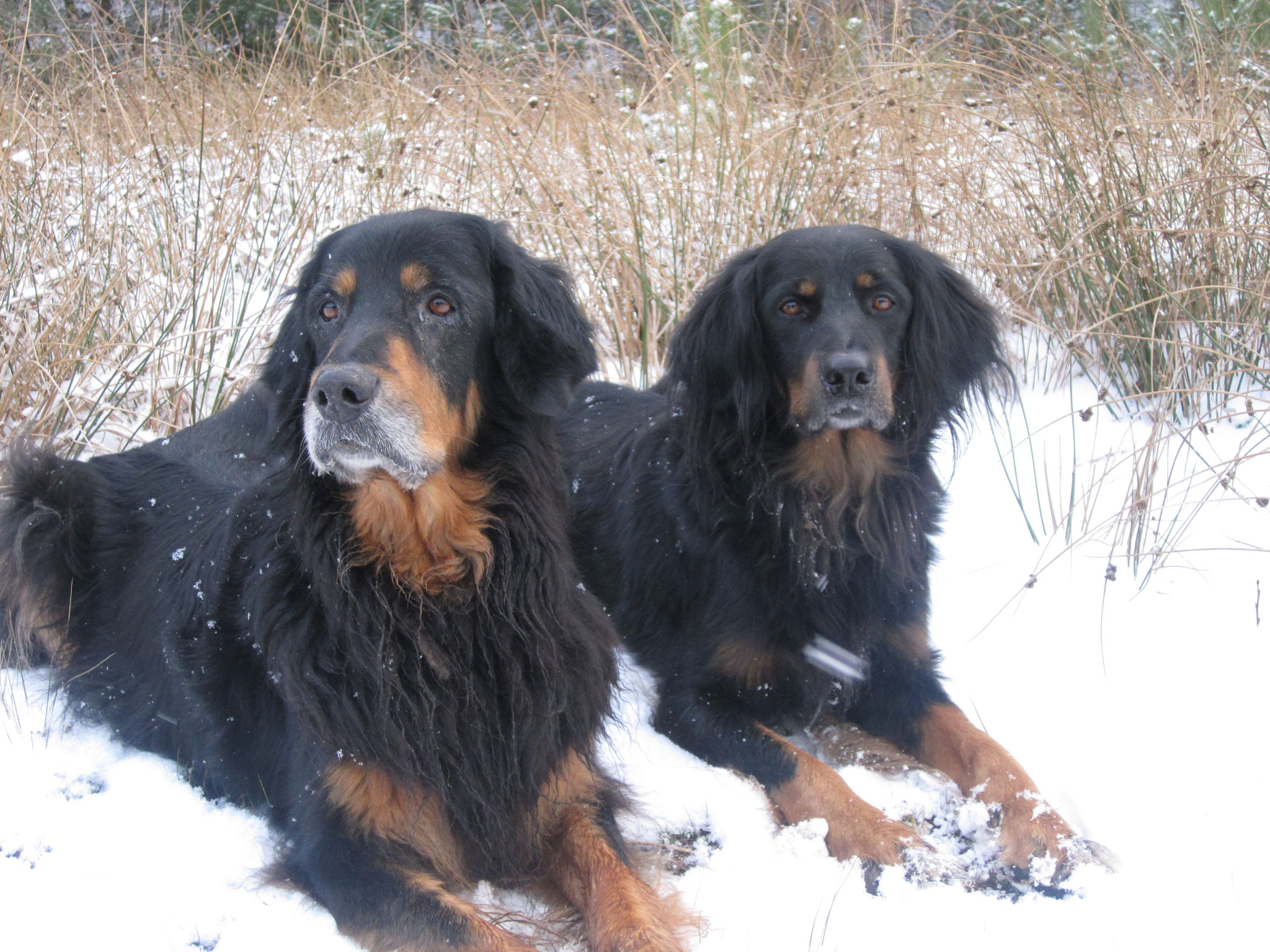 Ronja und Joya