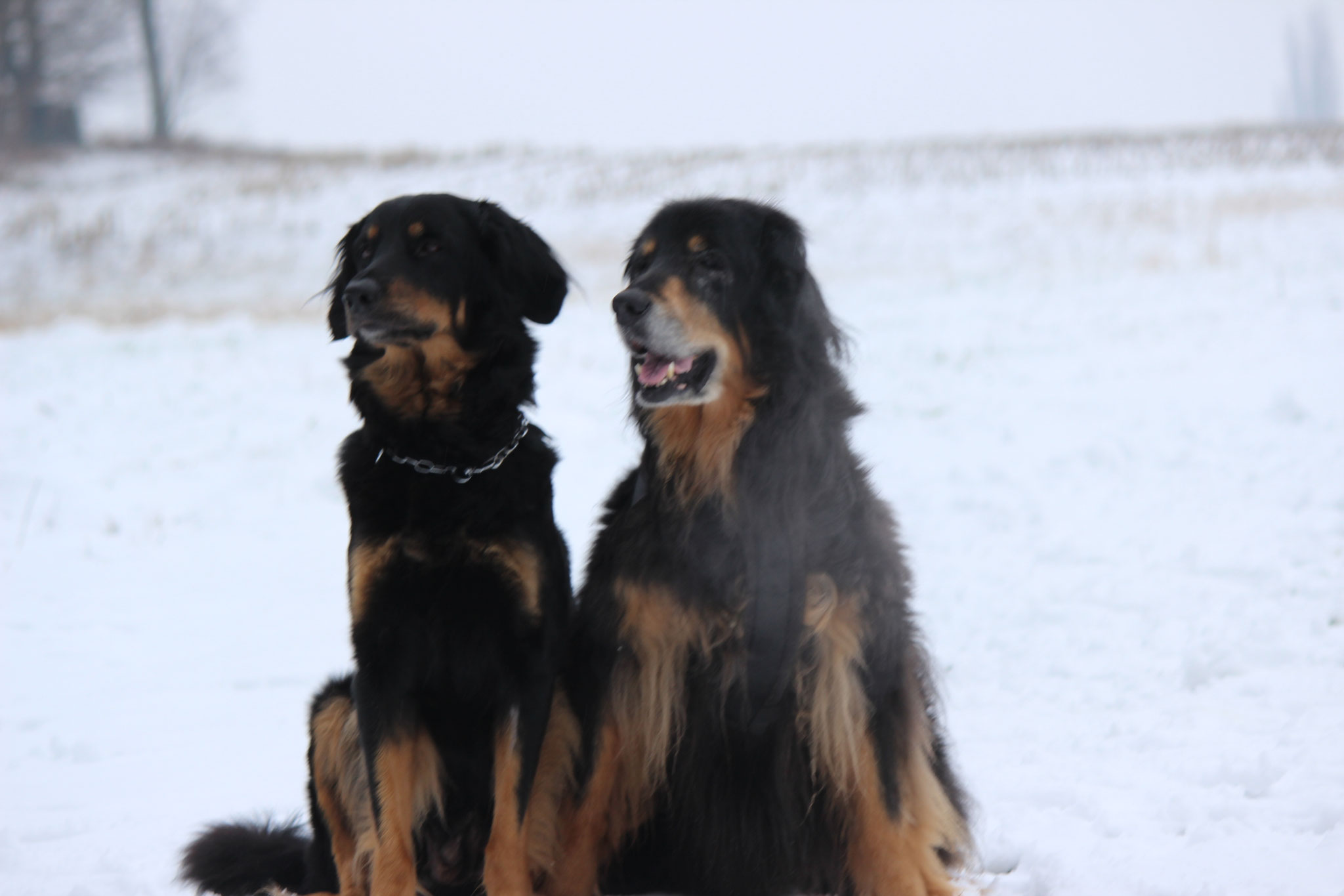 Jacy und Ronja