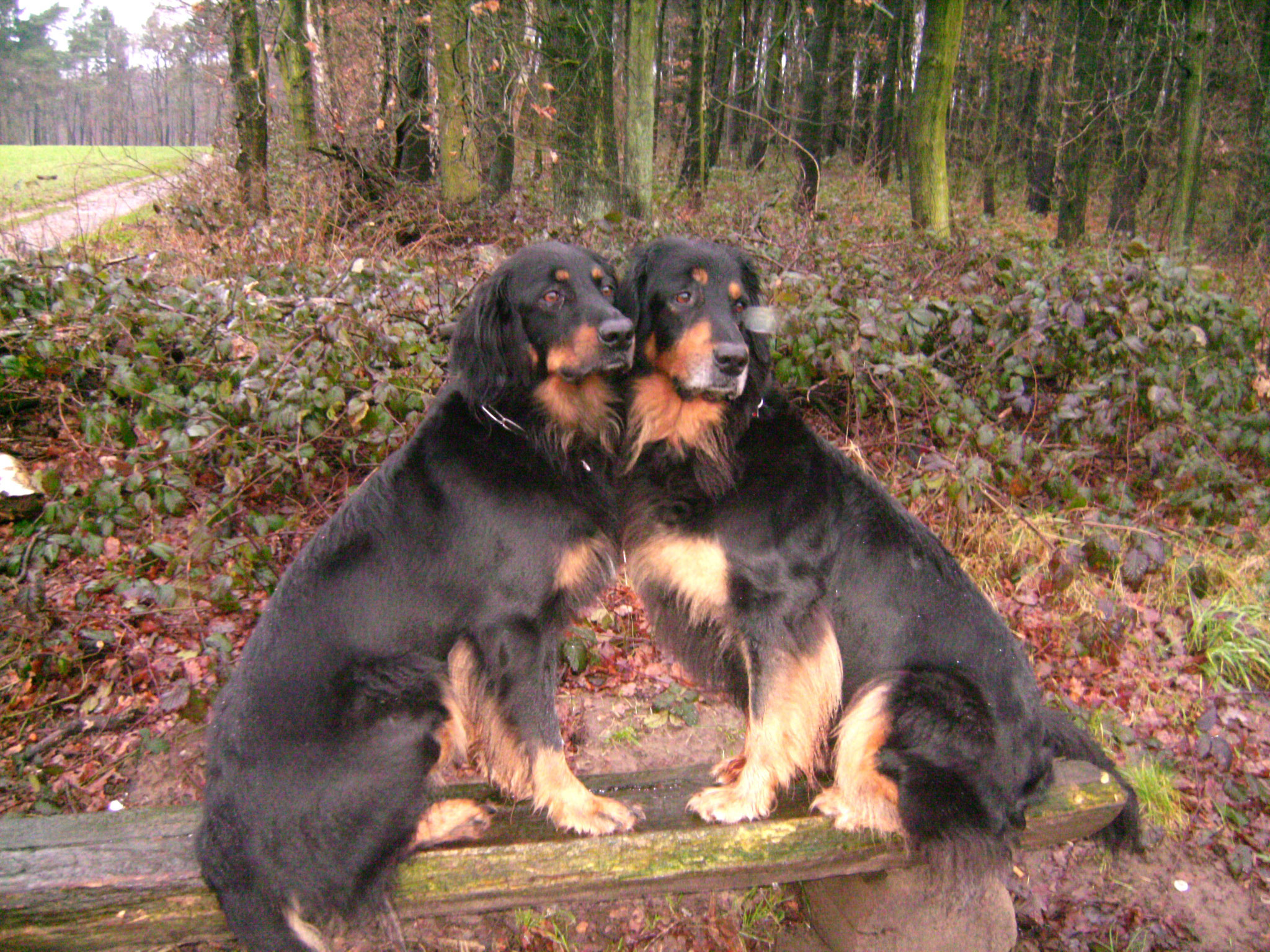 Joya und Ronja