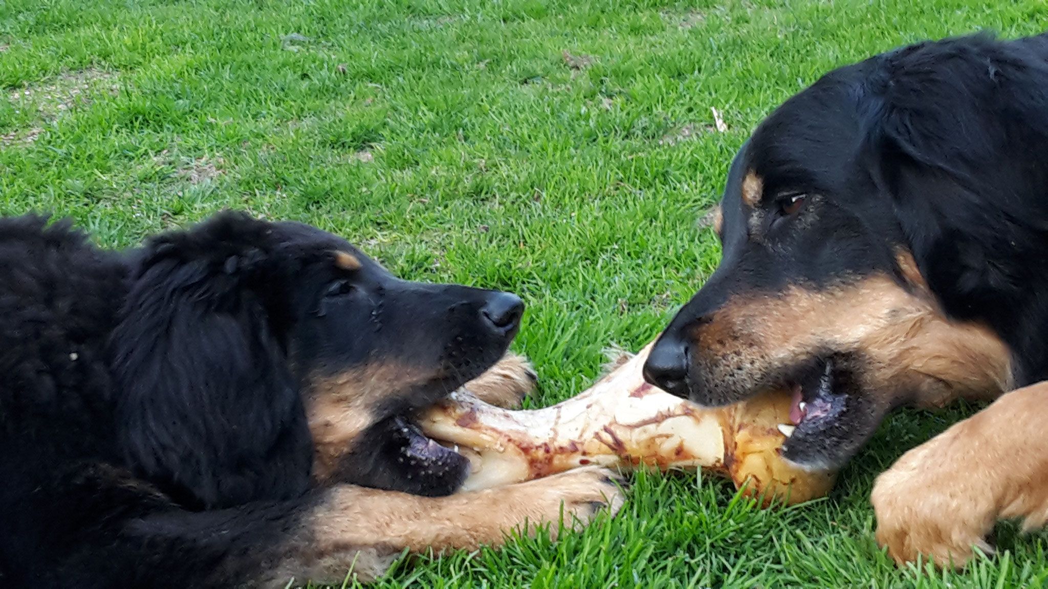 Whoopy und Jacy