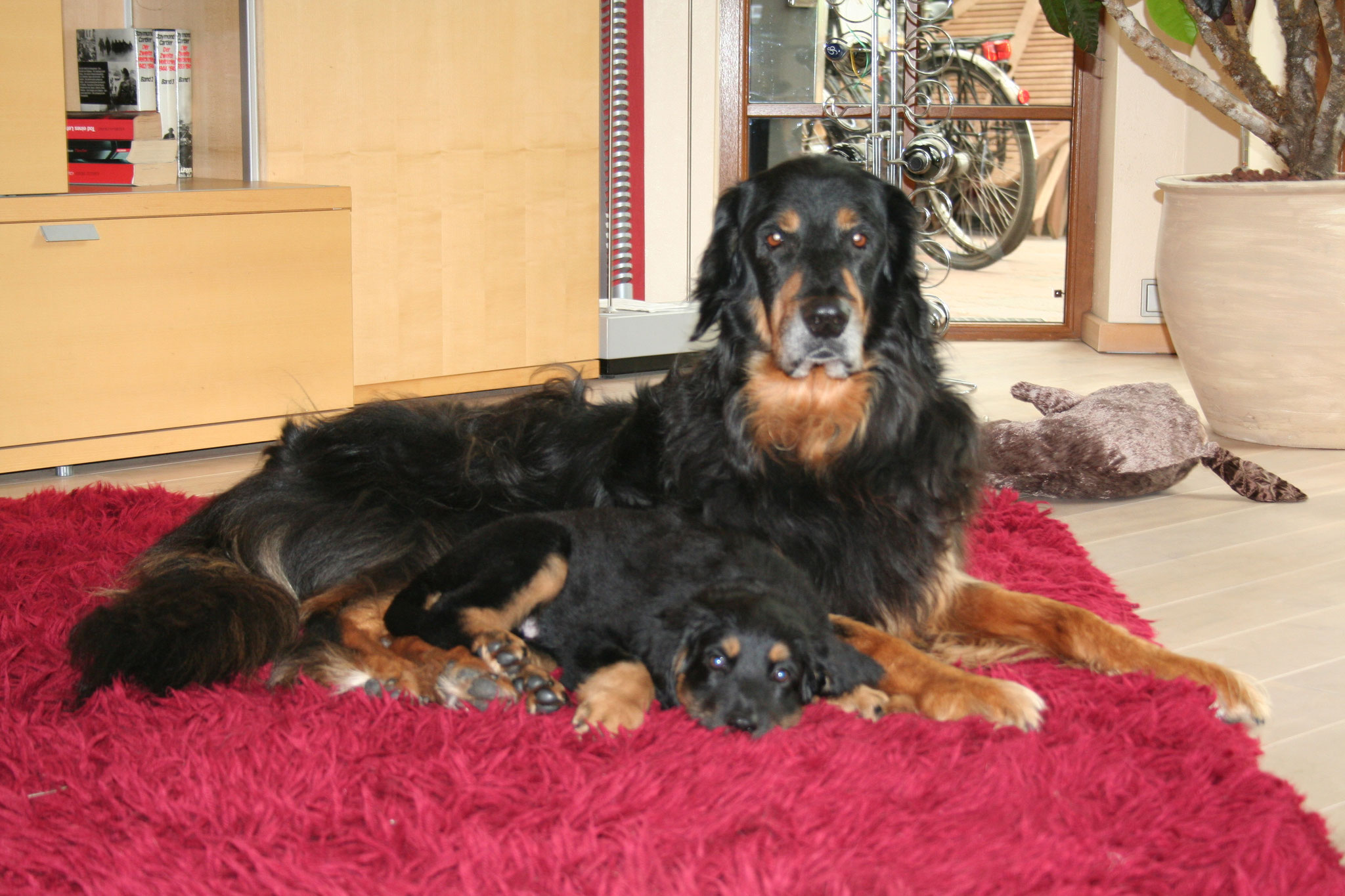 Ronja und Jacy