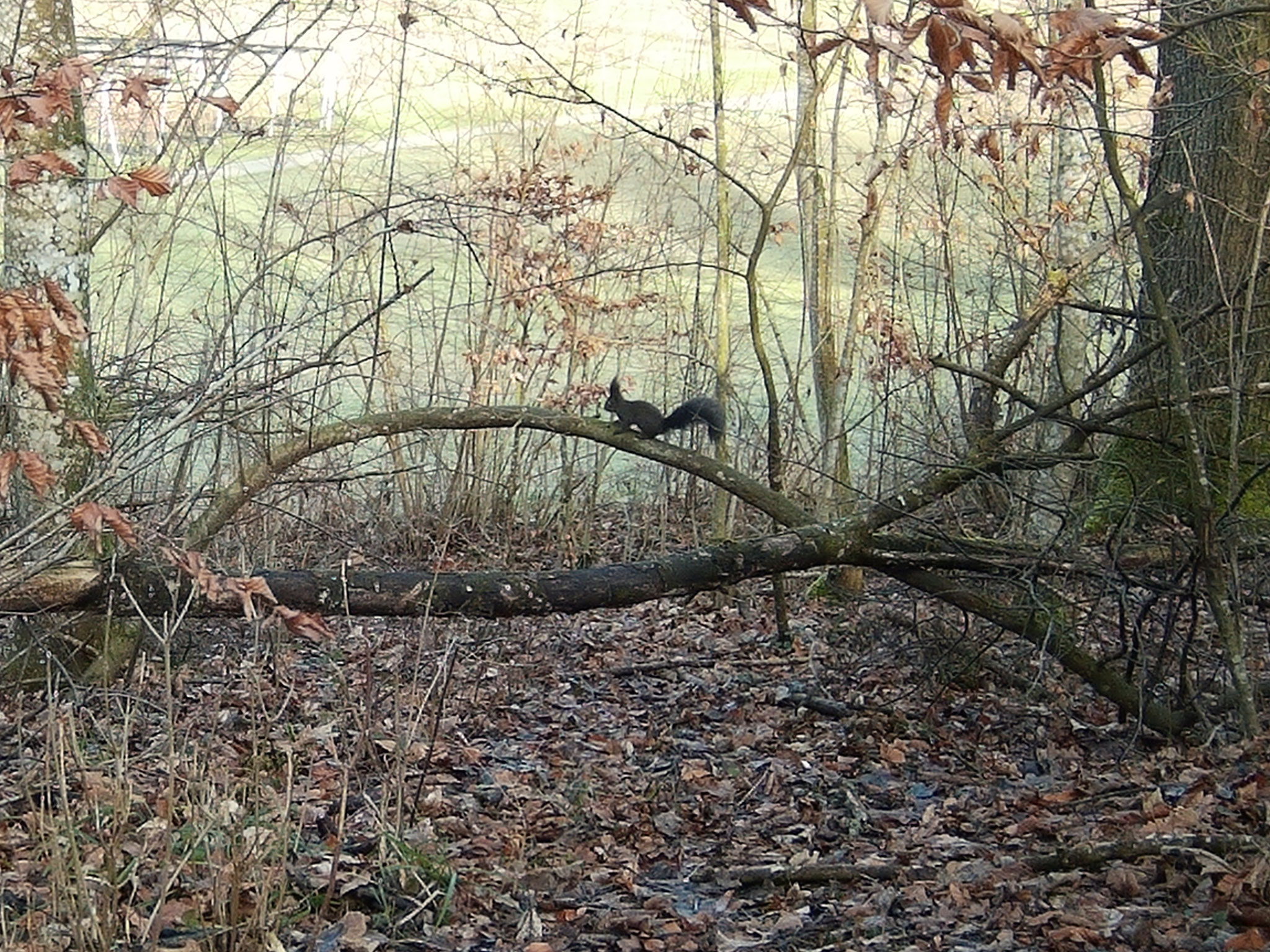 Eichhörnchen