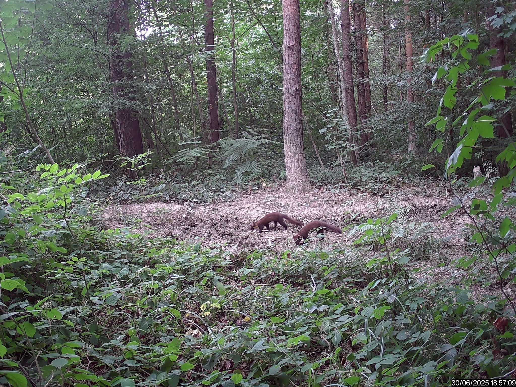 Baummarder