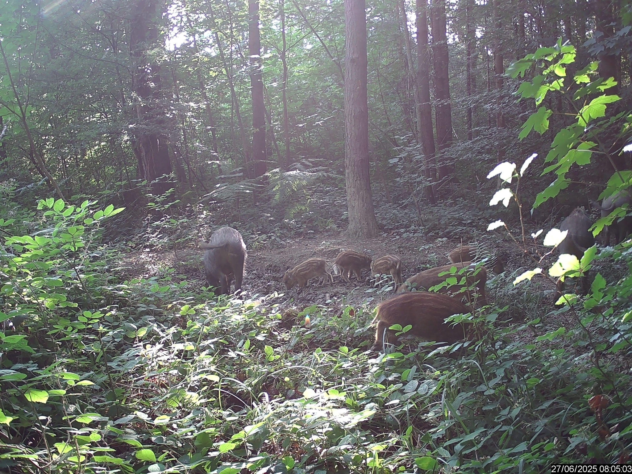 Wildschwein mit Frischlingen