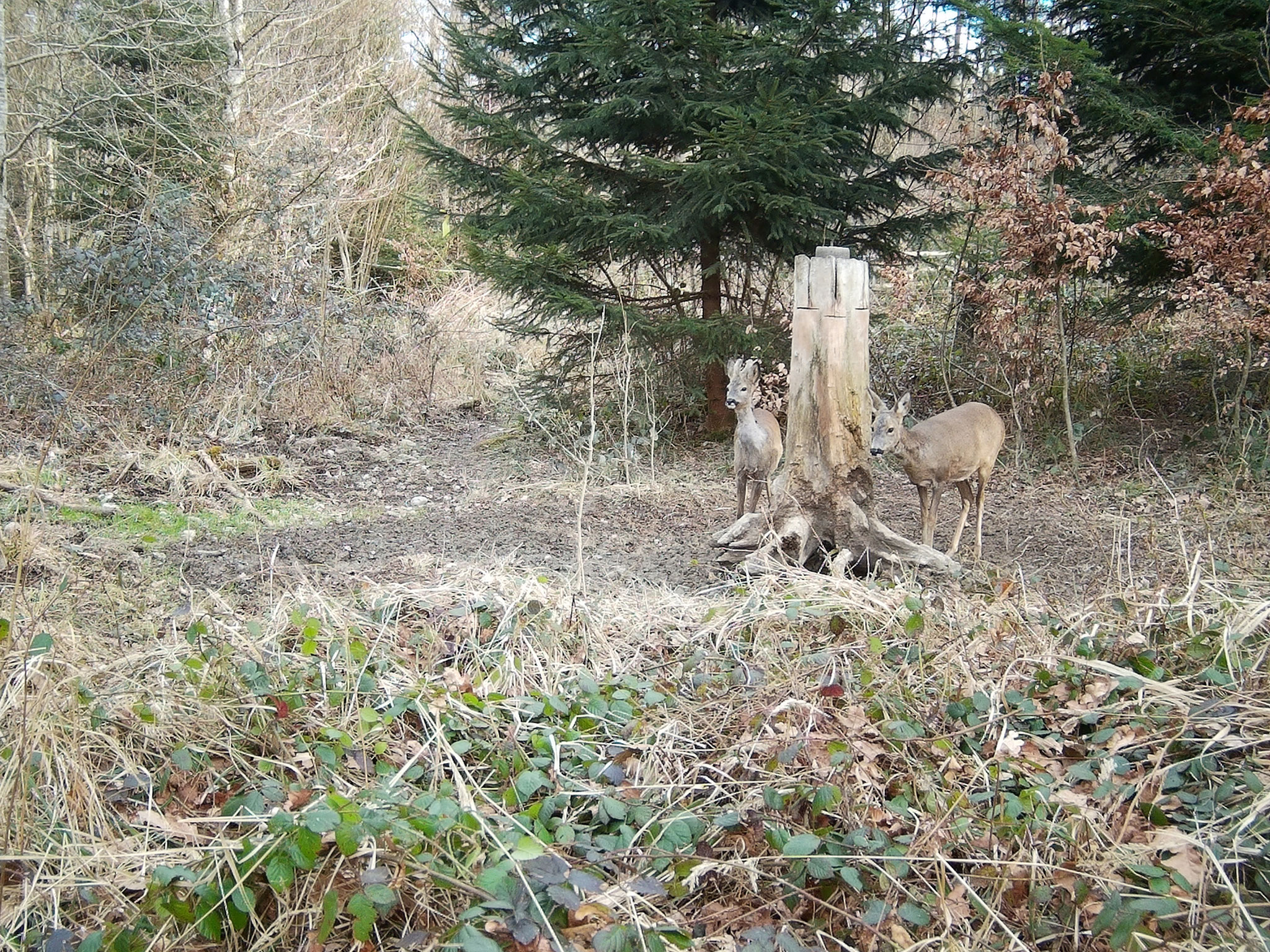 Rehe an der Salzlecke