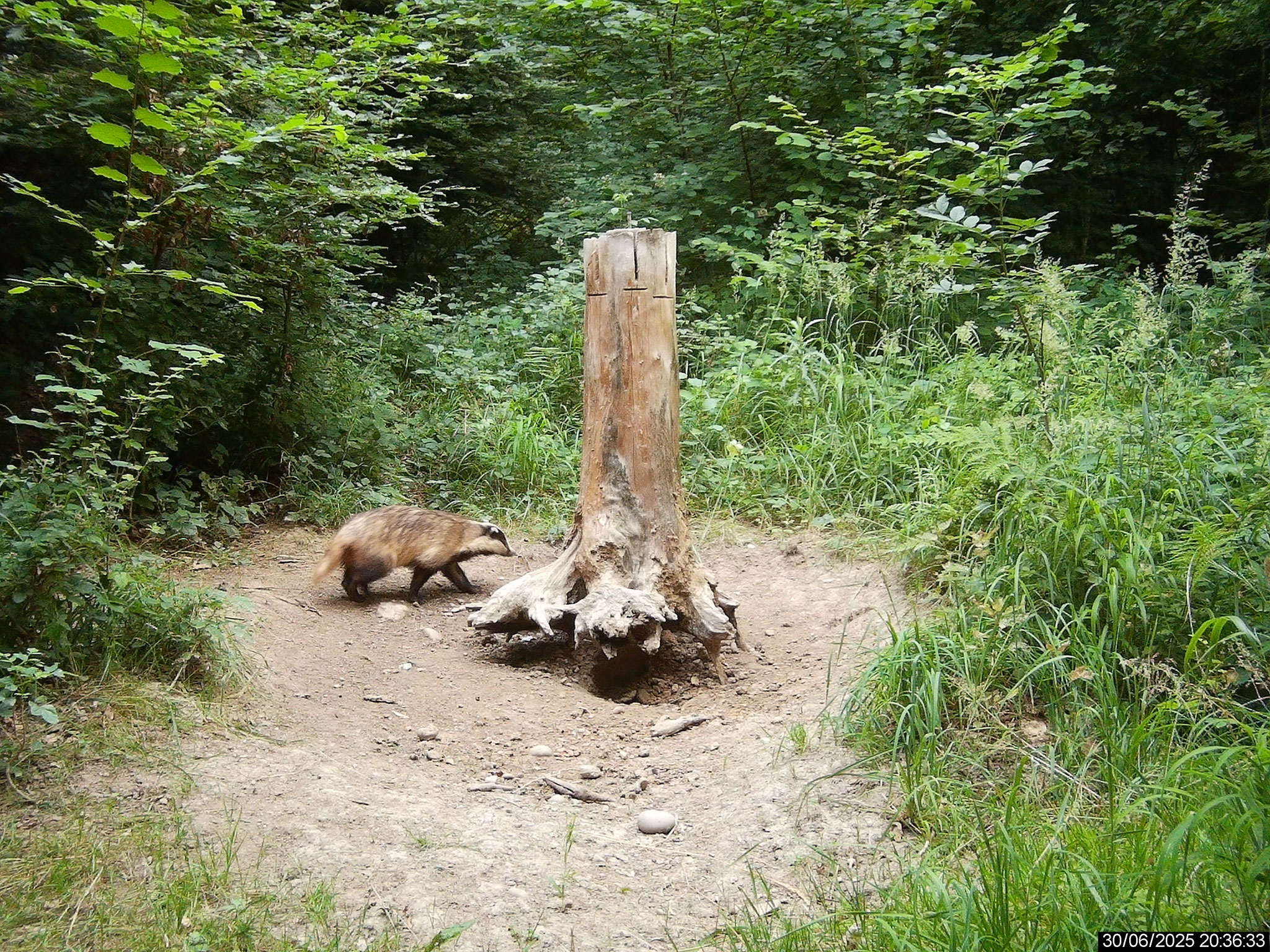 Dachs farbig