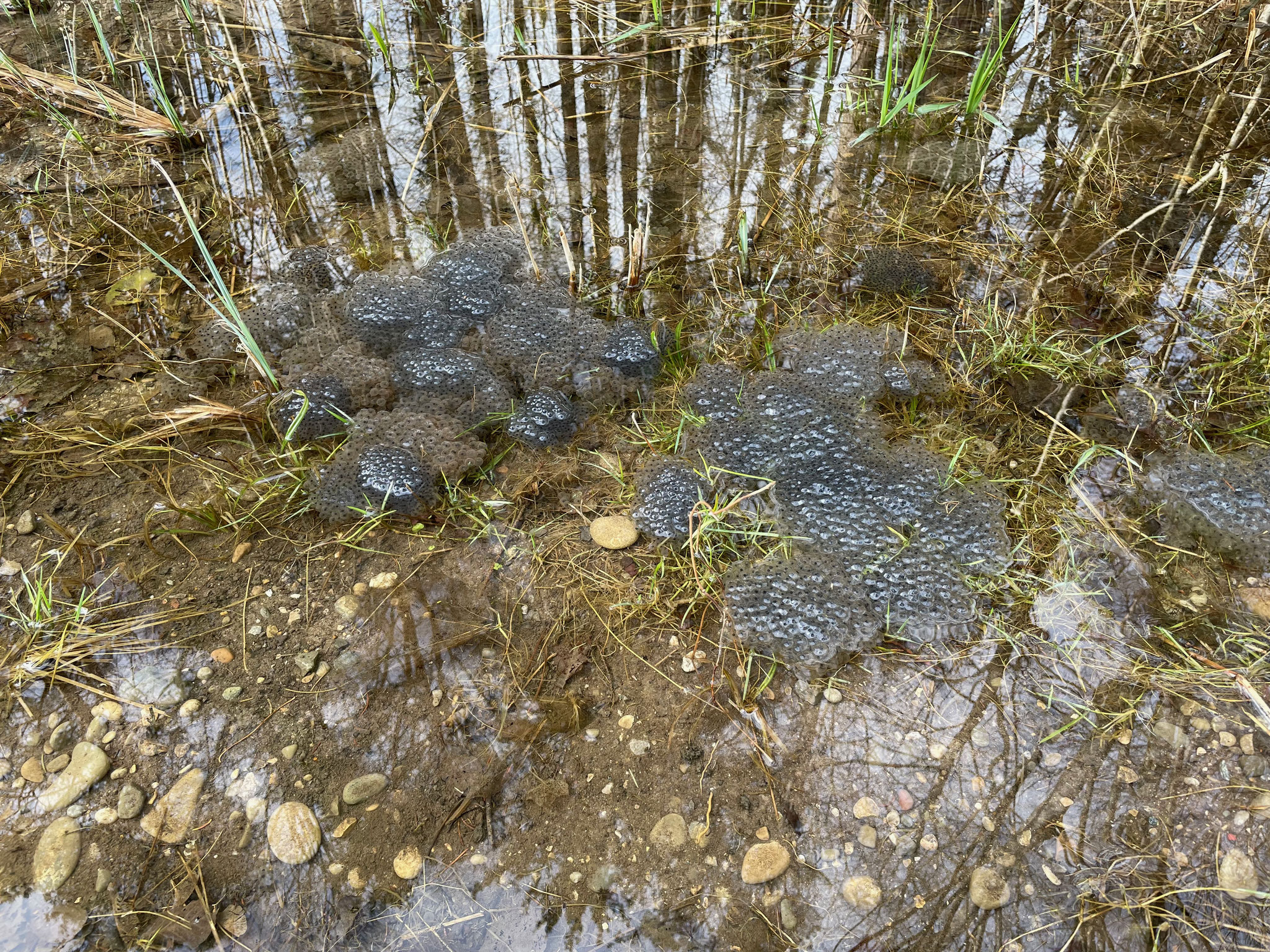 Froschlaich