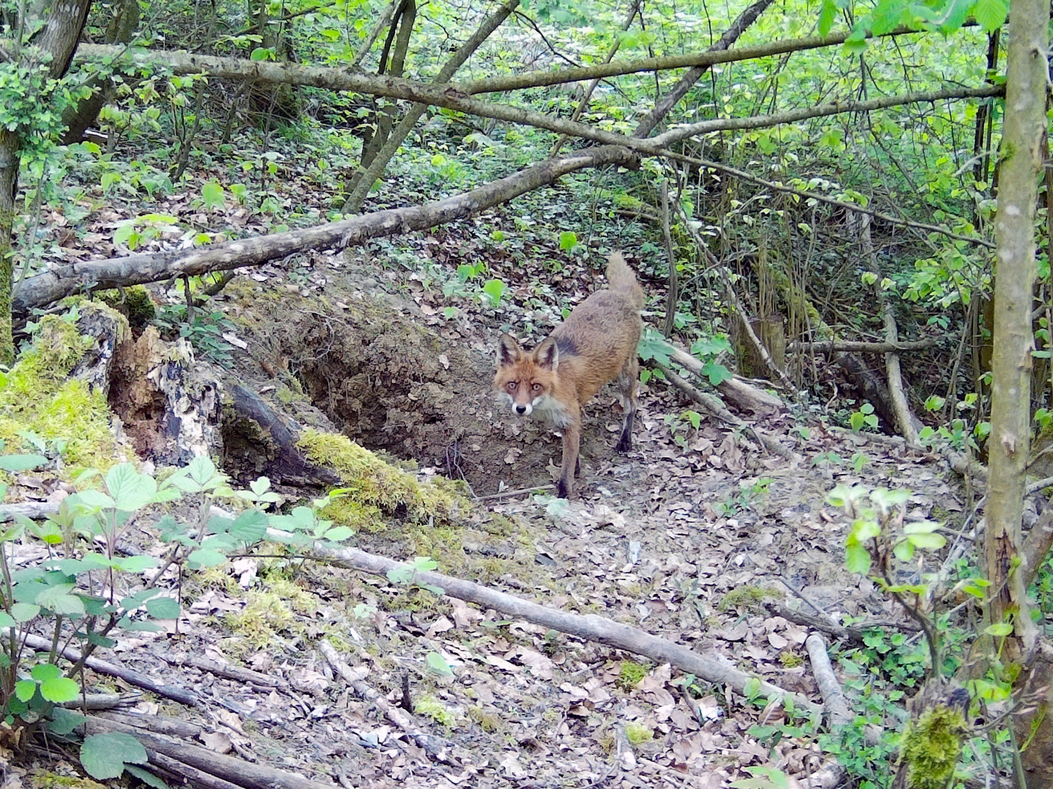 Fuchs
